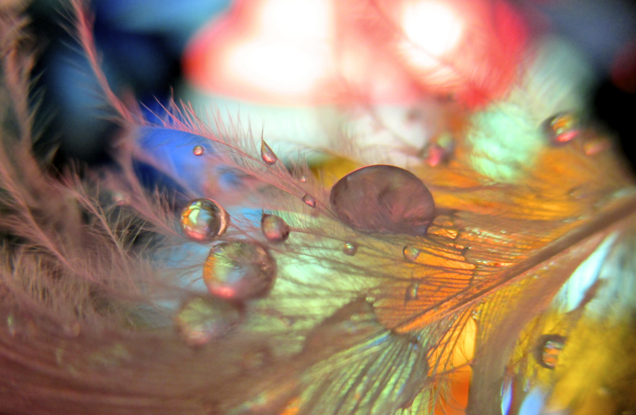 Free download wallpaper Feather, Macro, Photography, Water Drop on your PC desktop