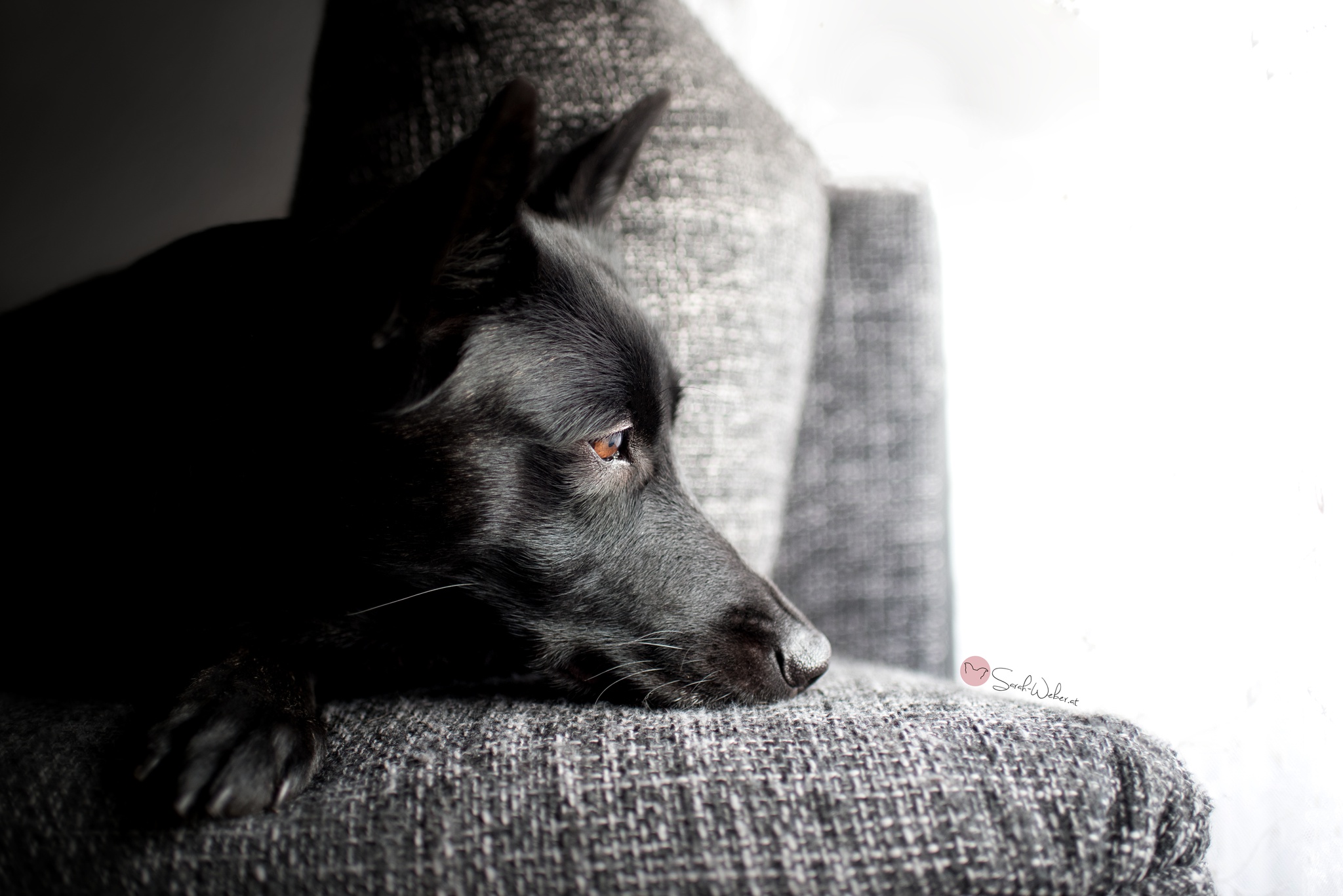 Téléchargez des papiers peints mobile Animaux, Chiens, Chien, Museau, Berger Allemand gratuitement.