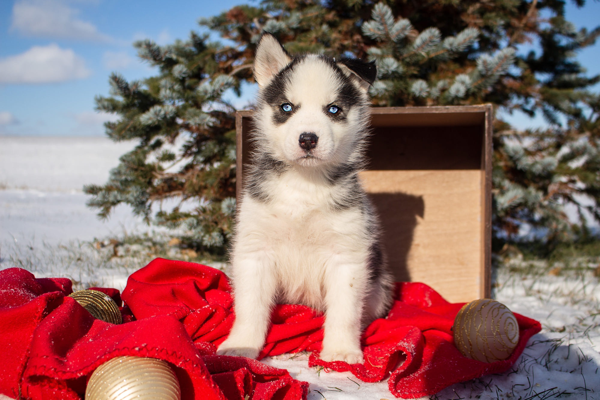 Download mobile wallpaper Dogs, Dog, Animal, Puppy, Husky, Blue Eyes, Siberian Husky, Baby Animal for free.
