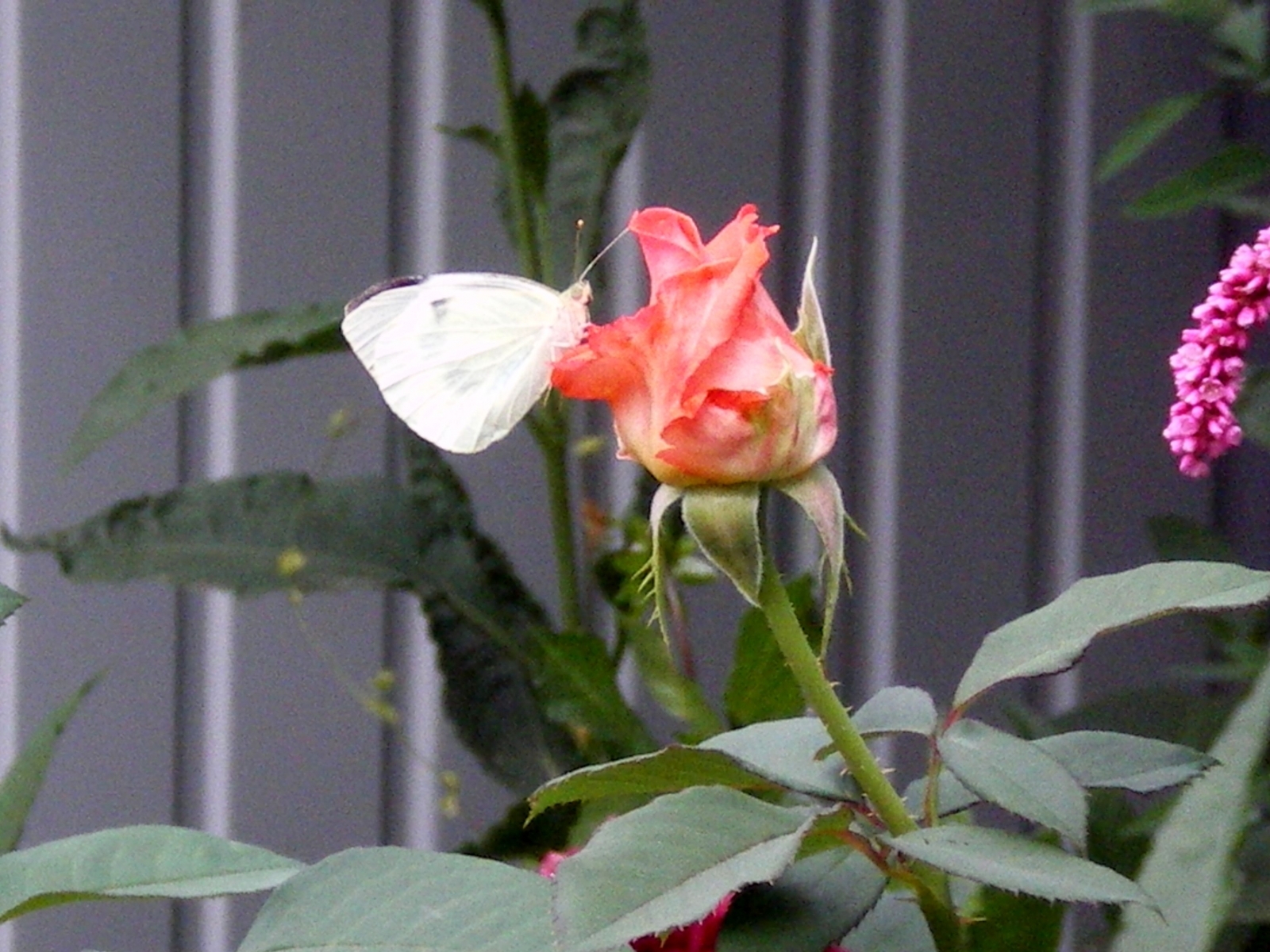 Descarga gratis la imagen Plantas, Roses, Flores, Mariposas, Insectos en el escritorio de tu PC