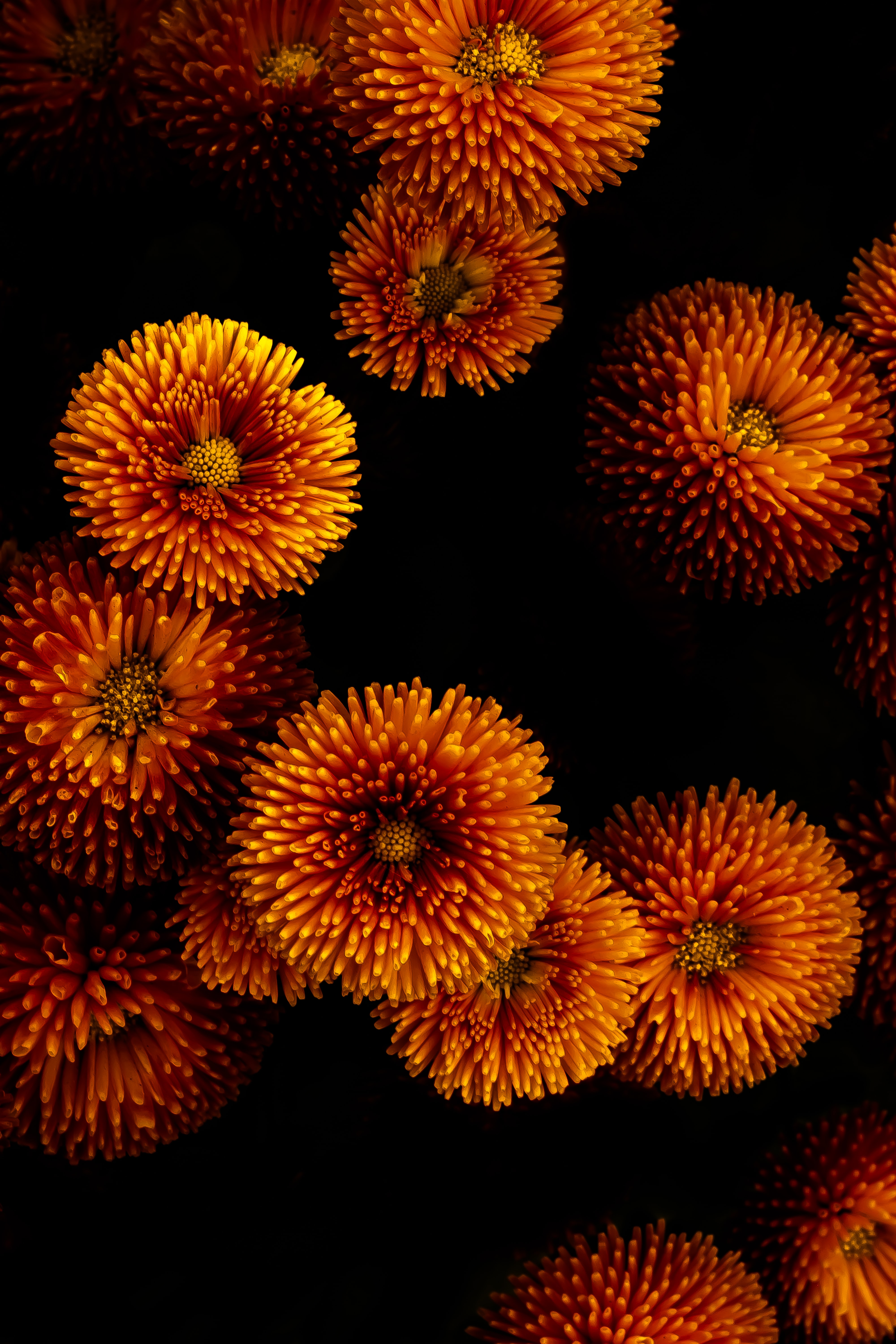 Free download wallpaper Flowers, Chrysanthemum, Flowering, Bloom on your PC desktop