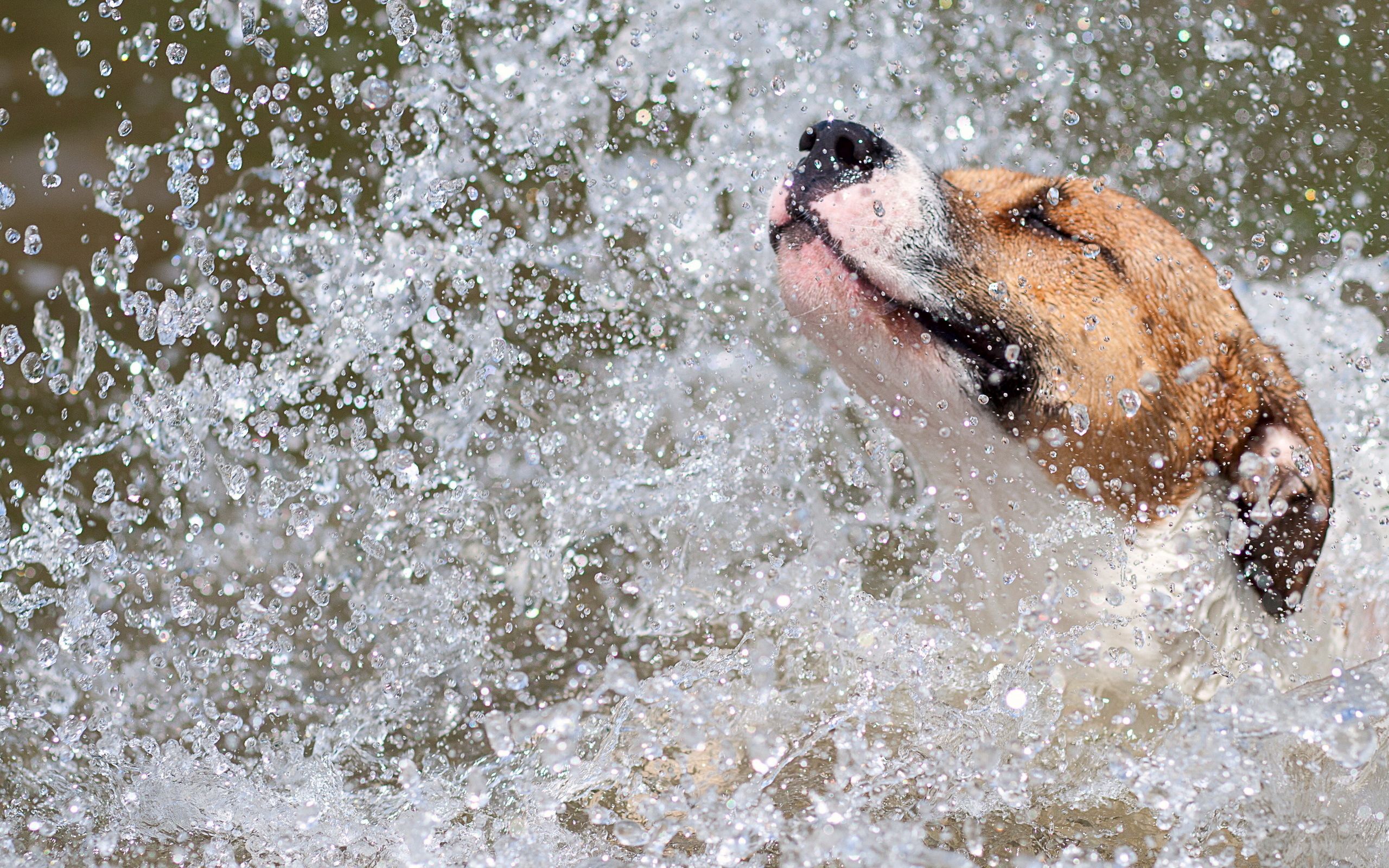 Free download wallpaper Water, Dog, Animals, Spray on your PC desktop