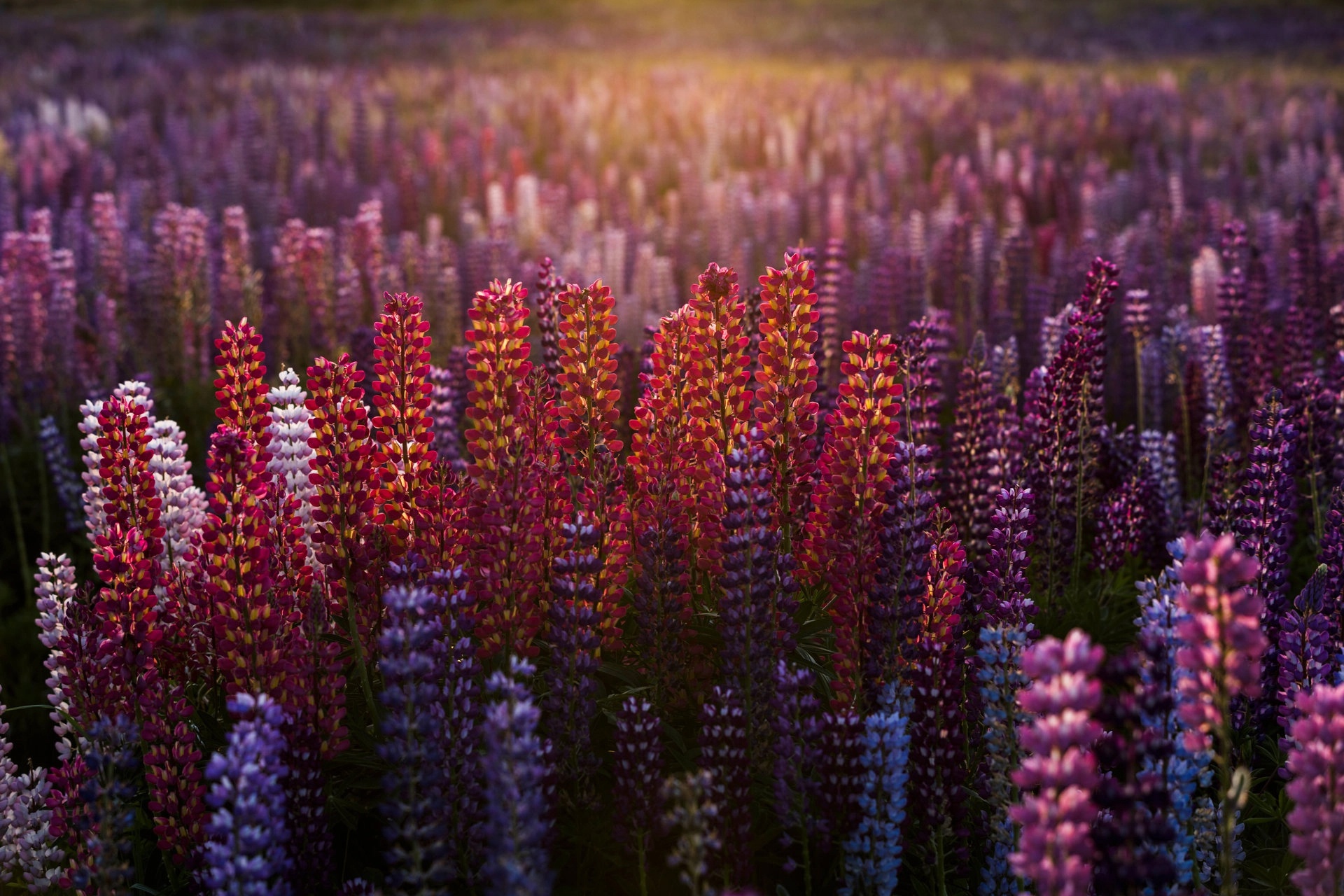 Download mobile wallpaper Nature, Flower, Earth, Lupine, Purple Flower, Depth Of Field for free.