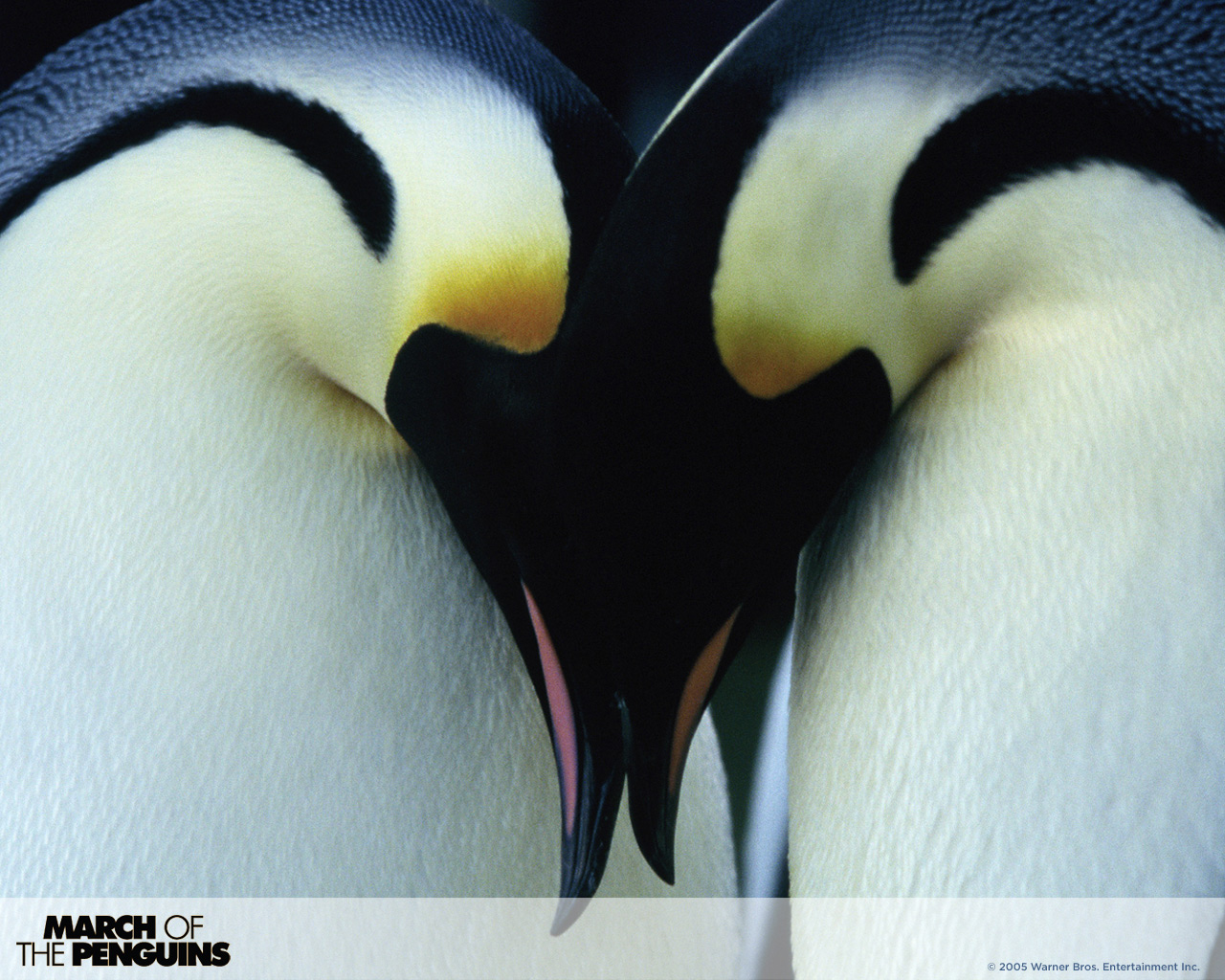 Laden Sie Marsch Der Pinguine HD-Desktop-Hintergründe herunter