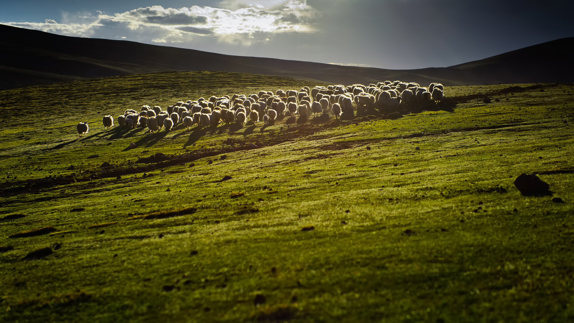 Download mobile wallpaper Landscape, Field, Animal, Sheep, Scenic for free.