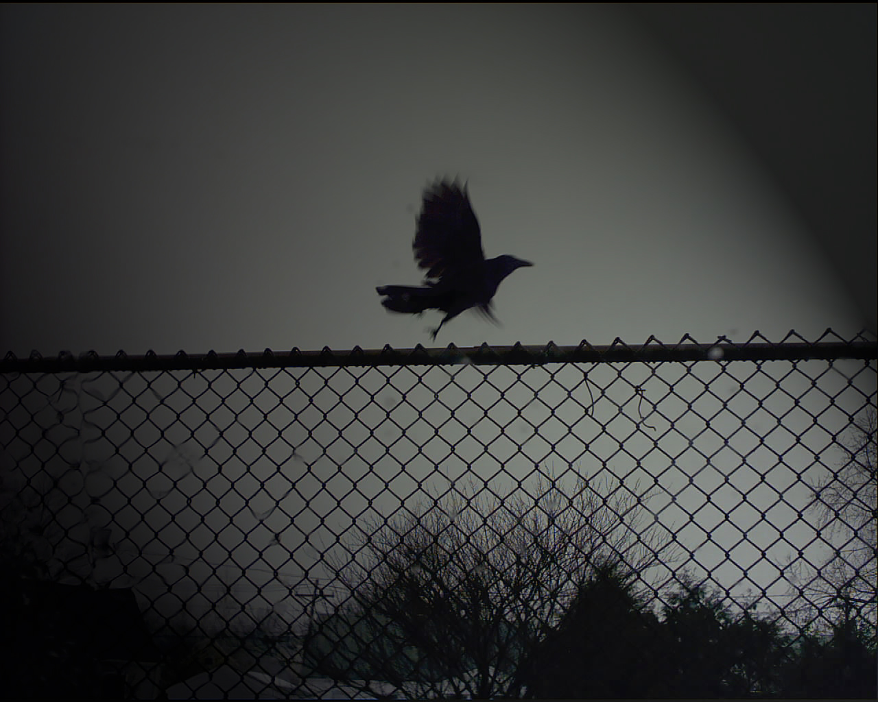 1518042 descargar fondo de pantalla cuervo, oscuro, otro, pájaro: protectores de pantalla e imágenes gratis