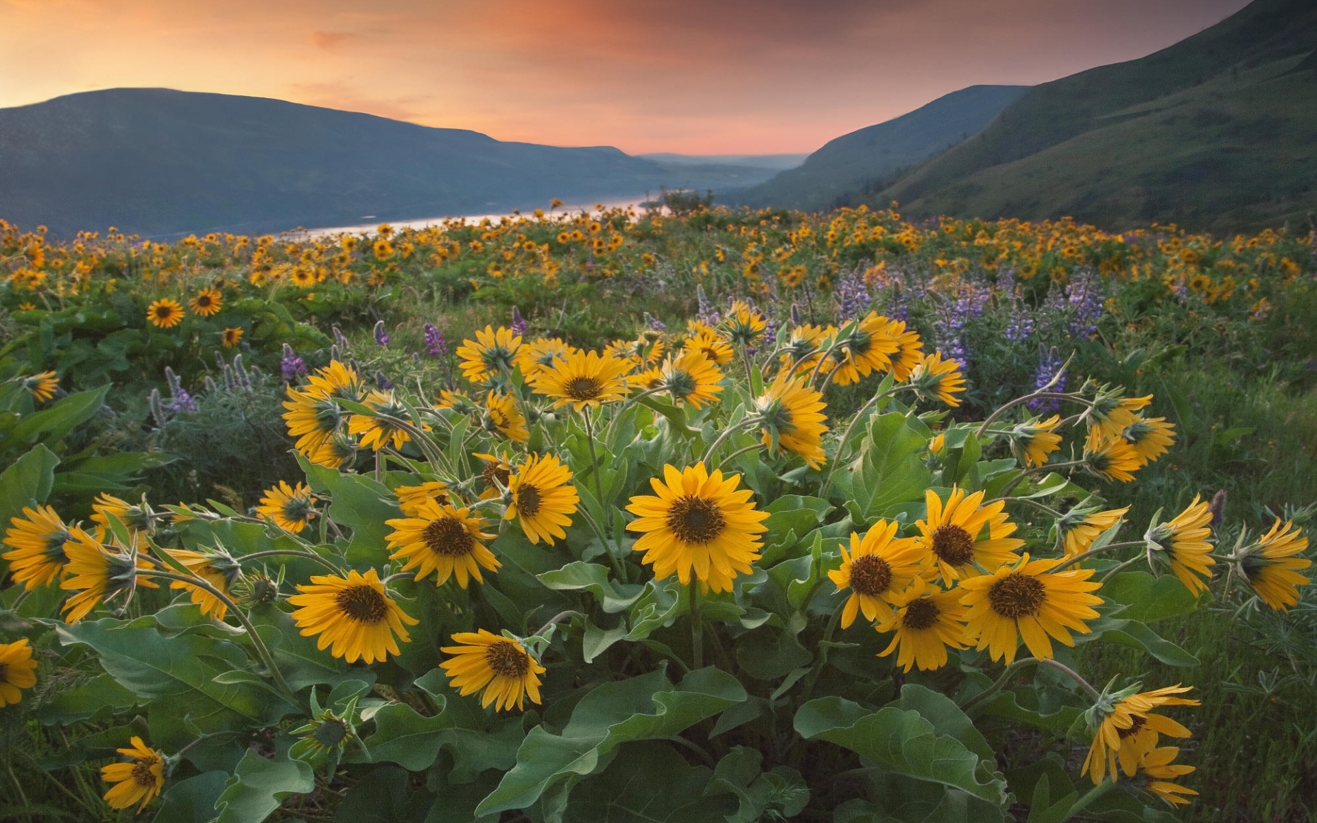 Laden Sie das Landschaft, Mountains, Pflanzen, Blumen, Felder, Sonnenblumen-Bild kostenlos auf Ihren PC-Desktop herunter
