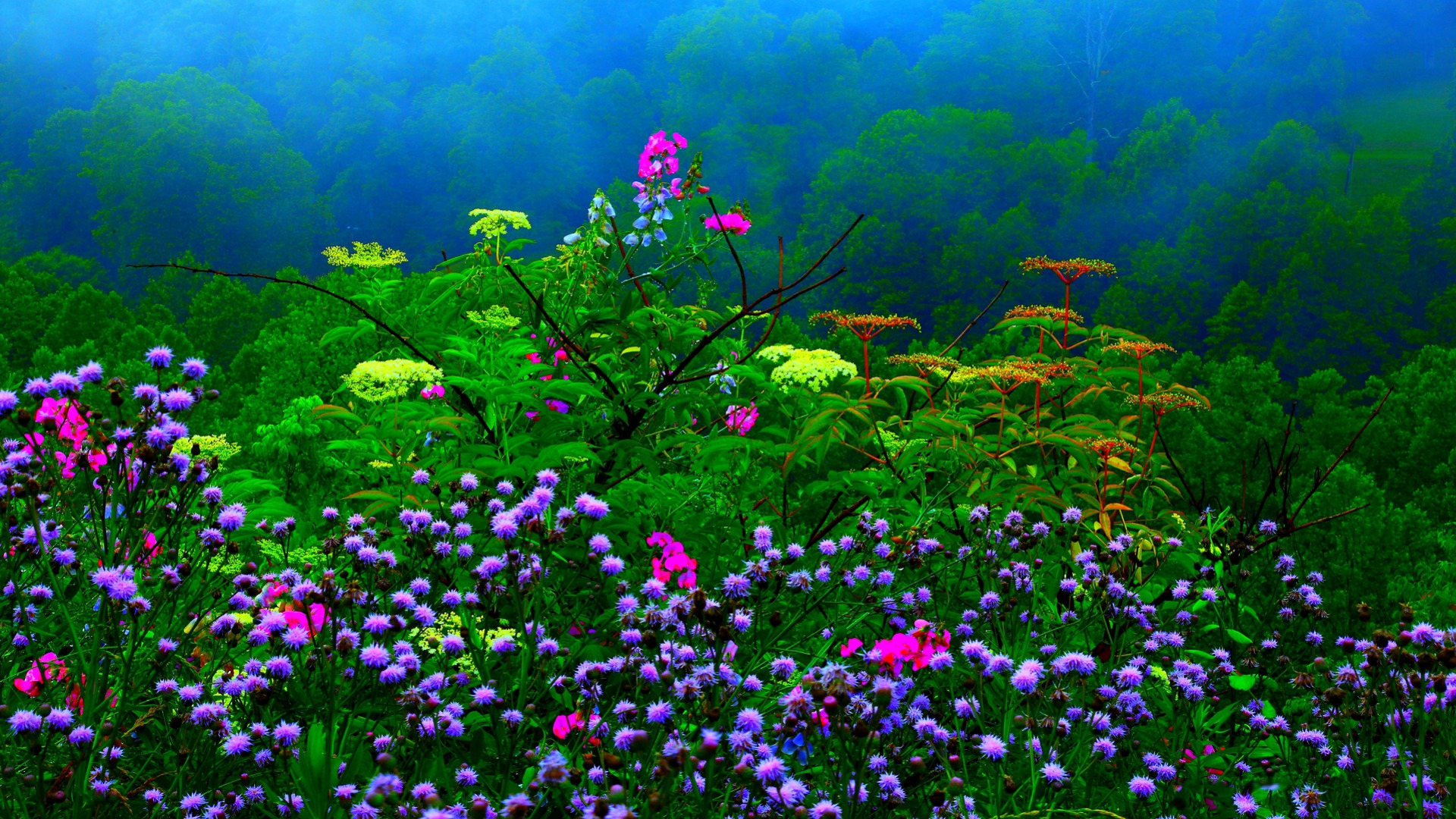 Laden Sie das Blumen, Blume, Wald, Baum, Nebel, Erde/natur-Bild kostenlos auf Ihren PC-Desktop herunter