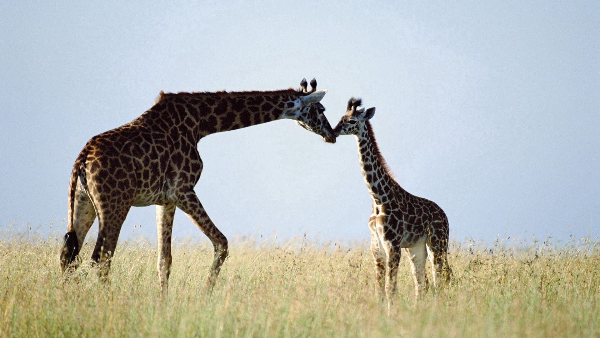 121885 Hintergrundbild herunterladen tiere, grass, paar, pflege, giraffe - Bildschirmschoner und Bilder kostenlos