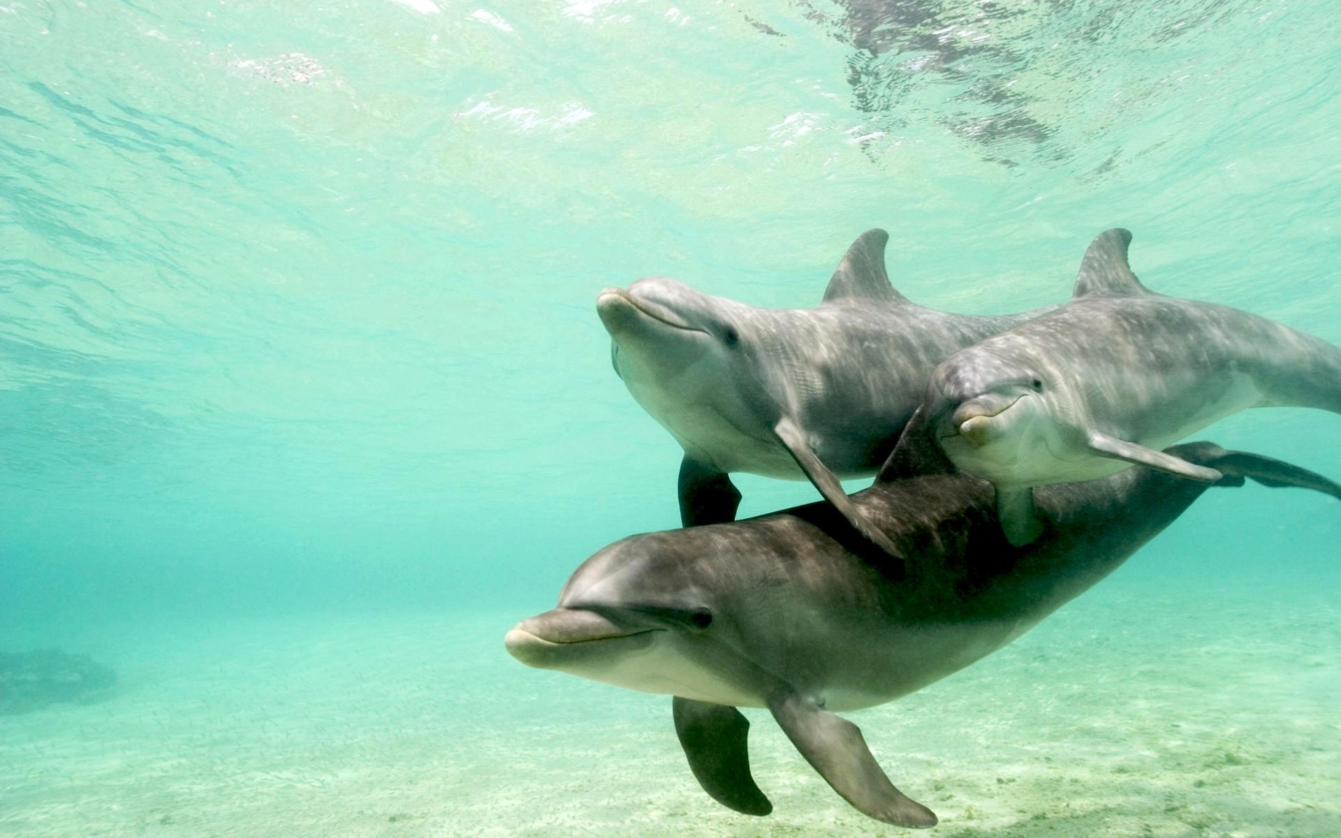 32757 скачать обои дельфины, животные, зеленые - заставки и картинки бесплатно
