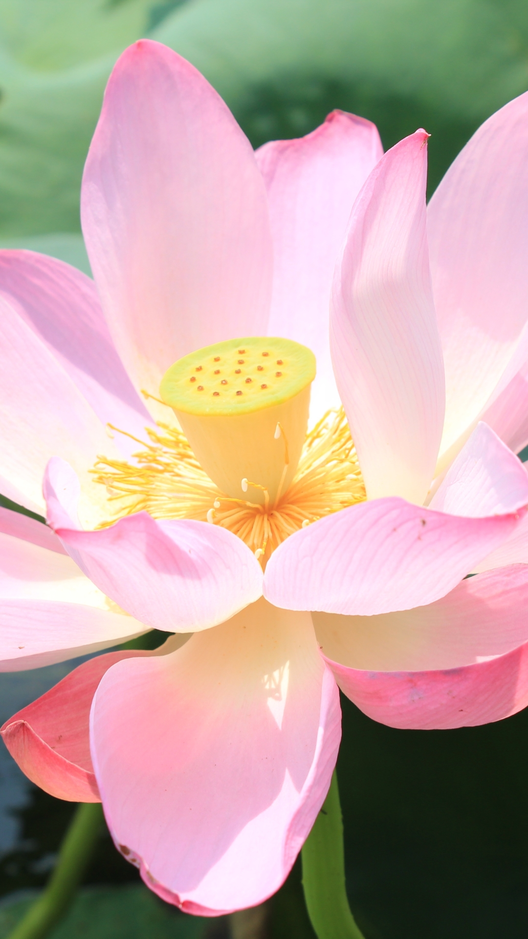 Handy-Wallpaper Natur, Blumen, Lotus, Blume, Erde, Nahansicht, Erde/natur, Pinke Blume kostenlos herunterladen.
