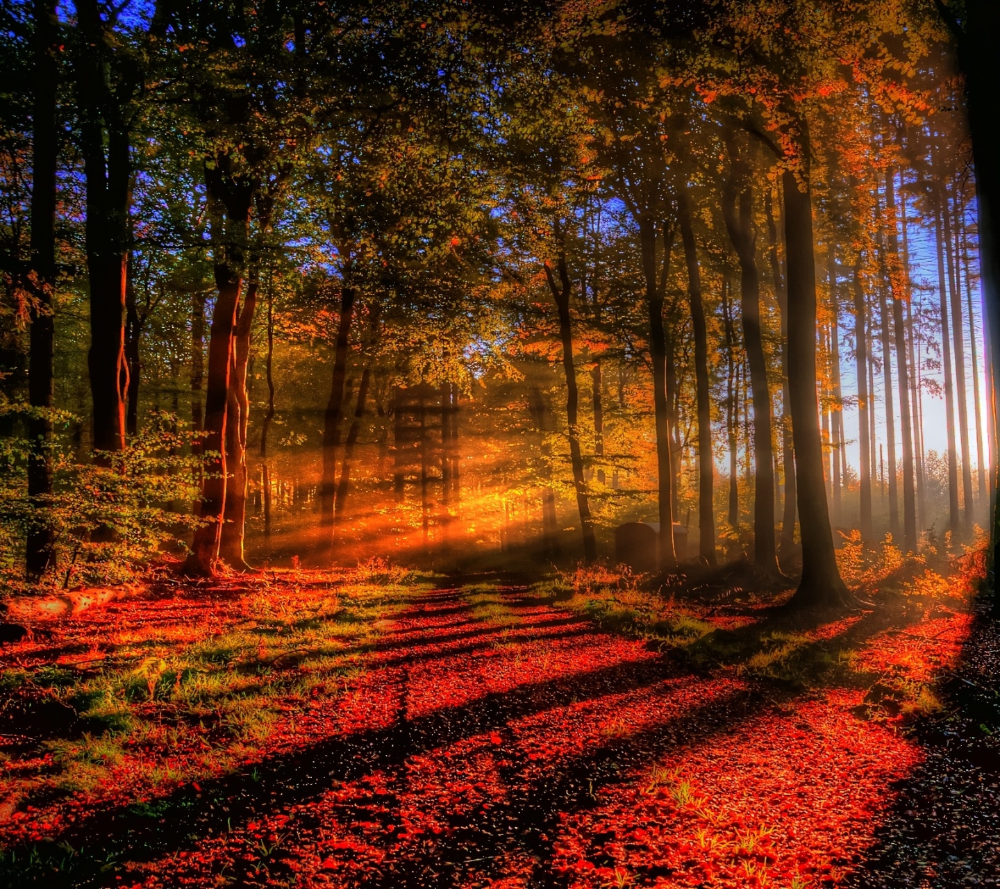 Baixe gratuitamente a imagem Natureza, Outono, Floresta, Árvore, Cair, Raio De Sol, Terra/natureza, Raio Solar na área de trabalho do seu PC