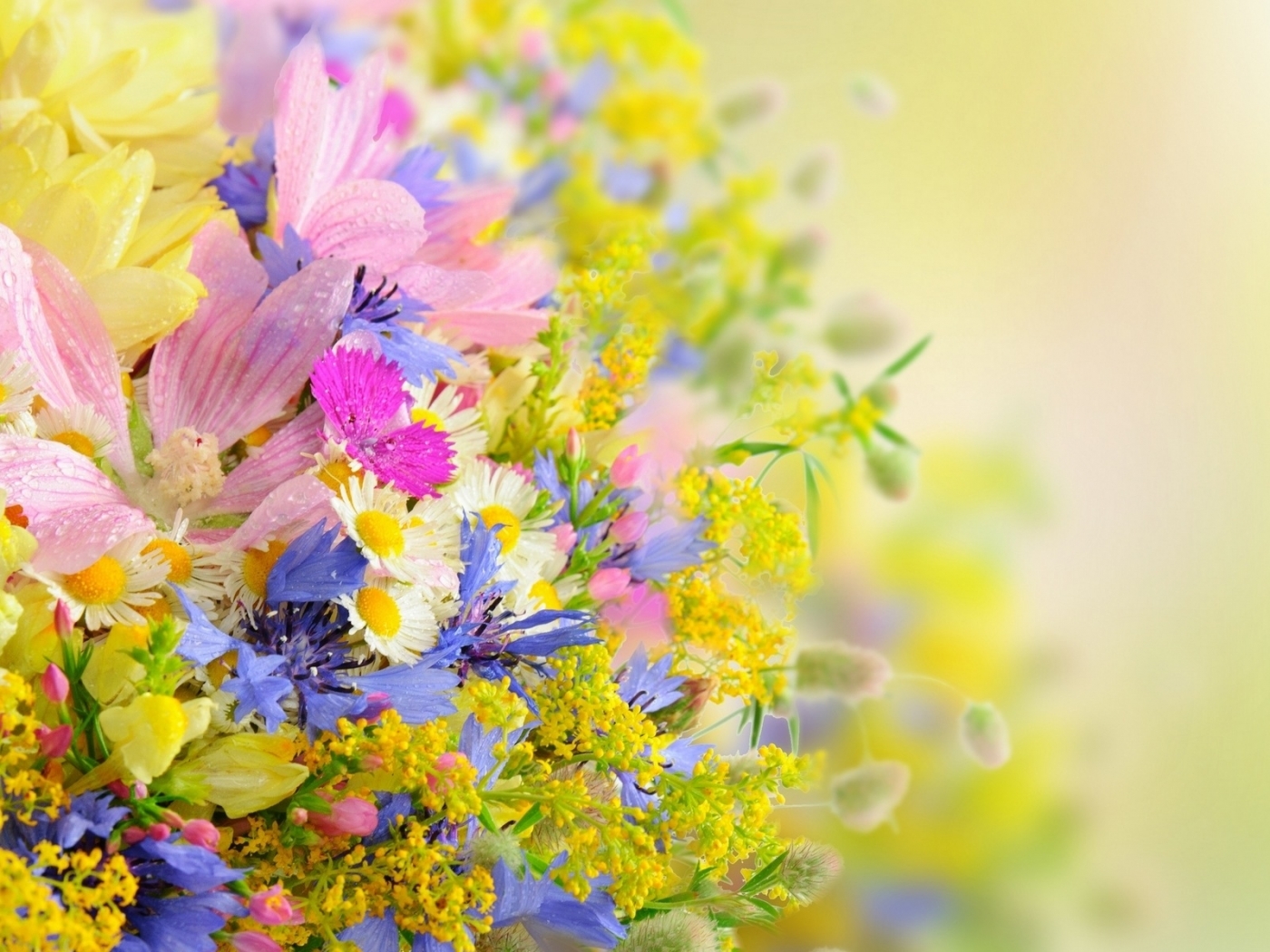 Скачать обои бесплатно Растения, Цветы картинка на рабочий стол ПК
