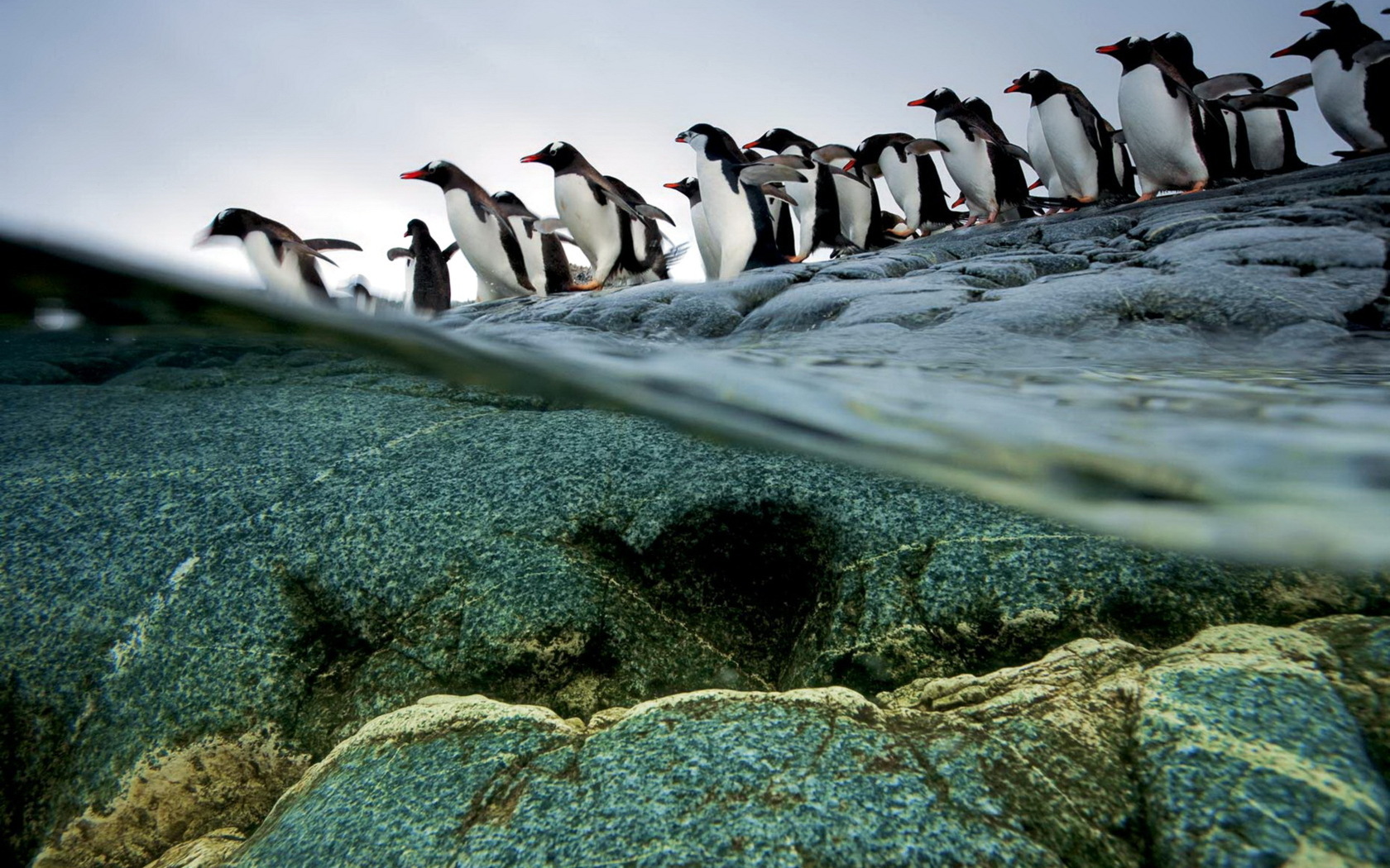 Free download wallpaper Animals, Birds, Pinguins on your PC desktop