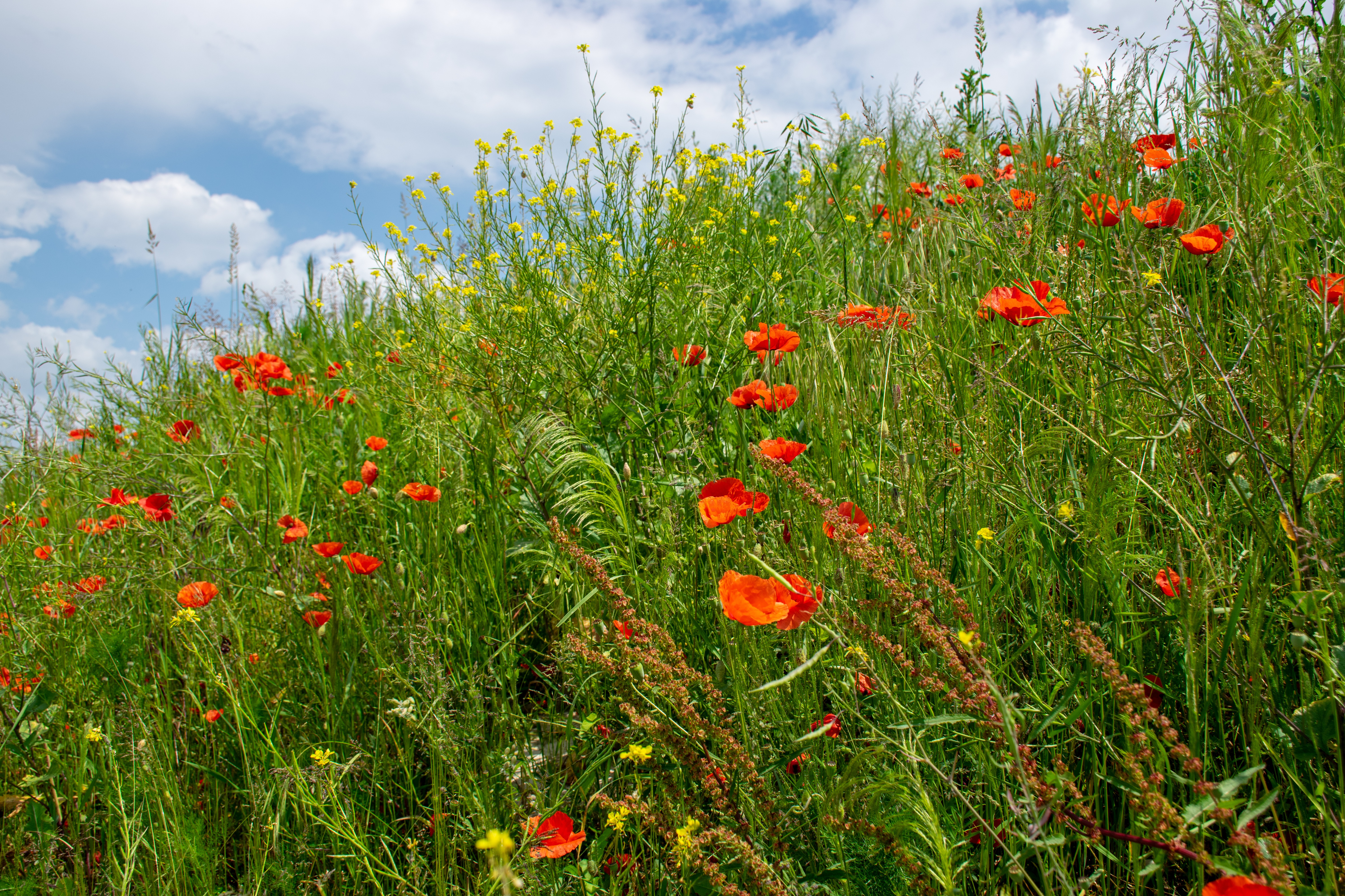 Laden Sie das Blumen, Sommer, Blume, Feld, Gras, Erde/natur-Bild kostenlos auf Ihren PC-Desktop herunter