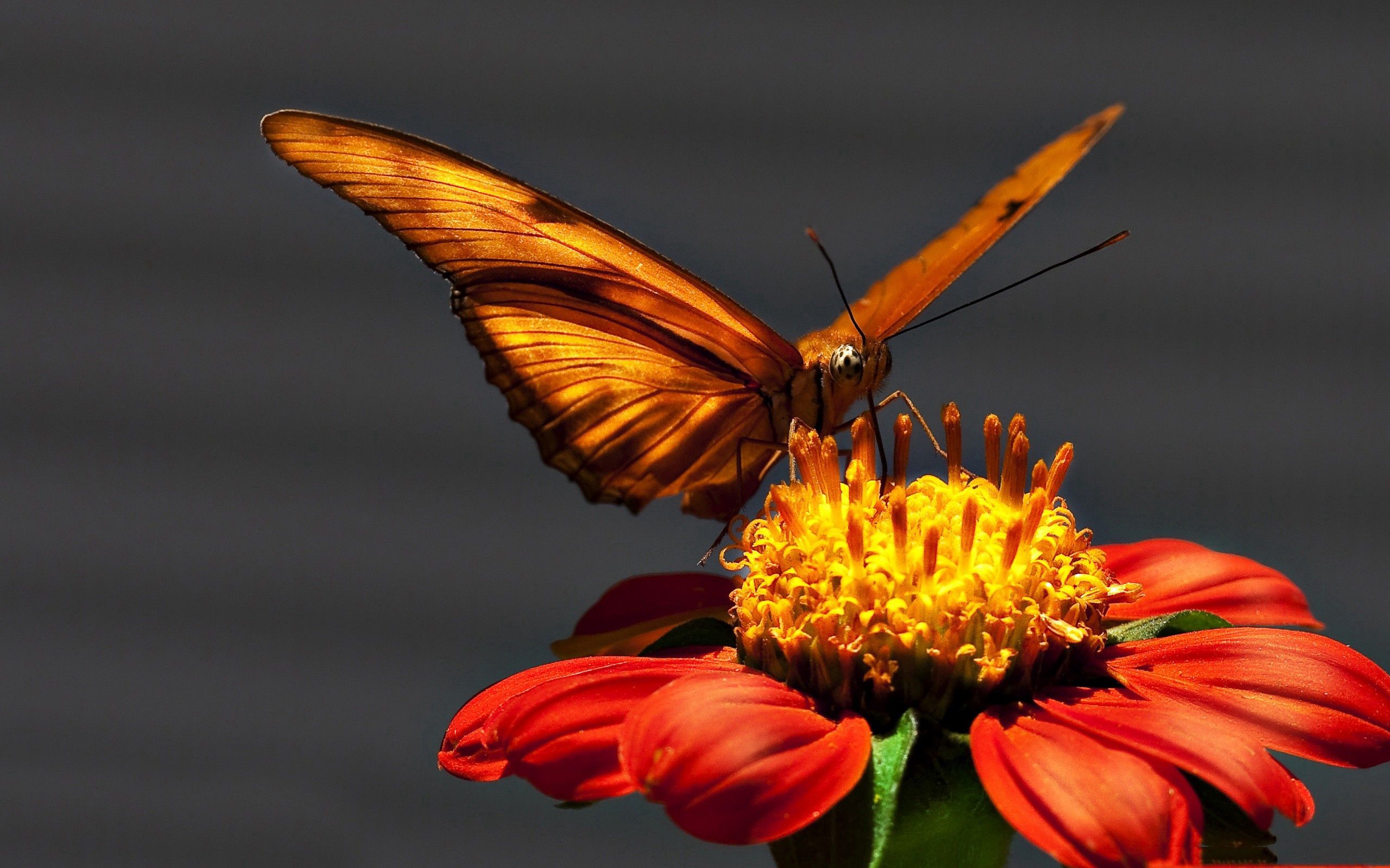 Download mobile wallpaper Flight, Macro, Light Coloured, Wings, Light, Butterfly for free.