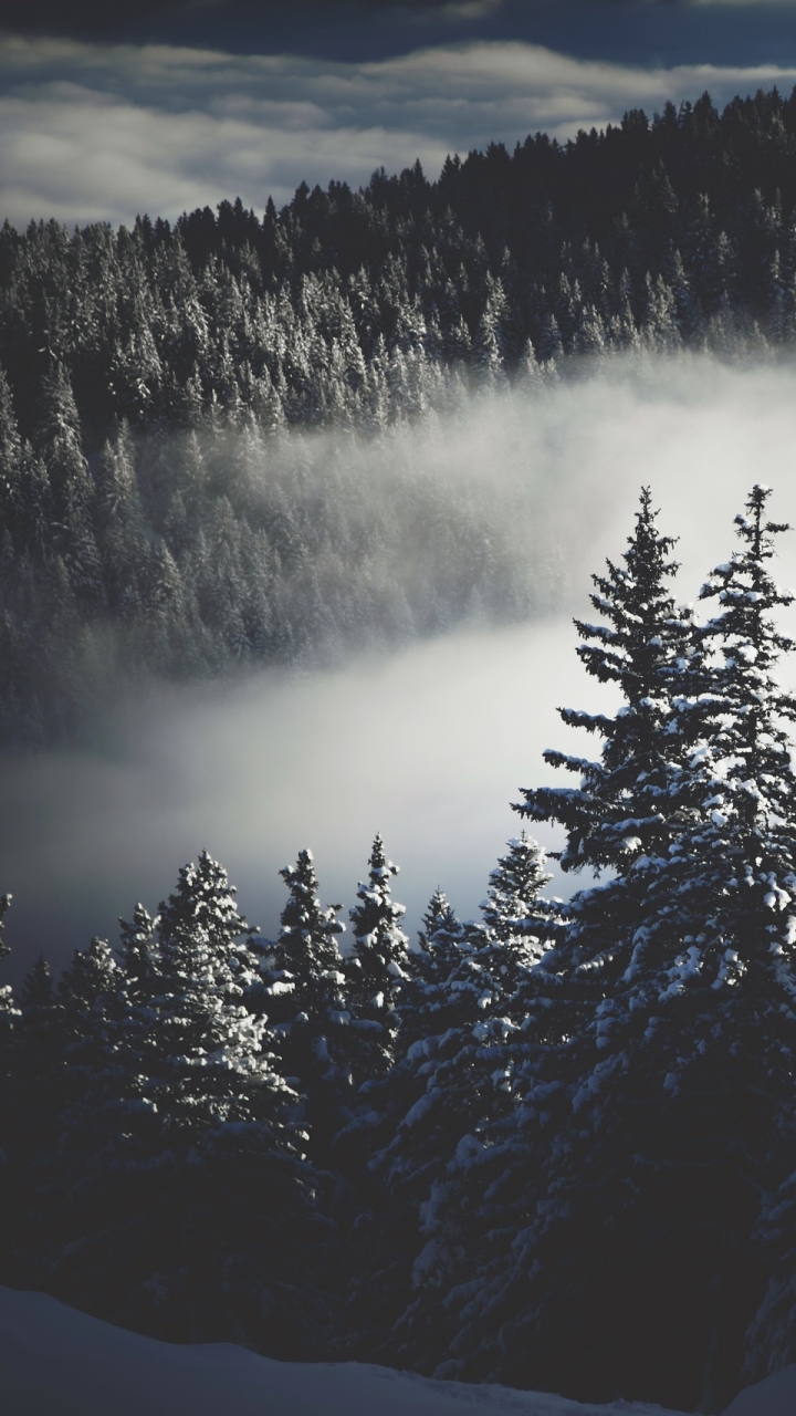 Download mobile wallpaper Winter, Nature, Forest, Fog, Earth for free.