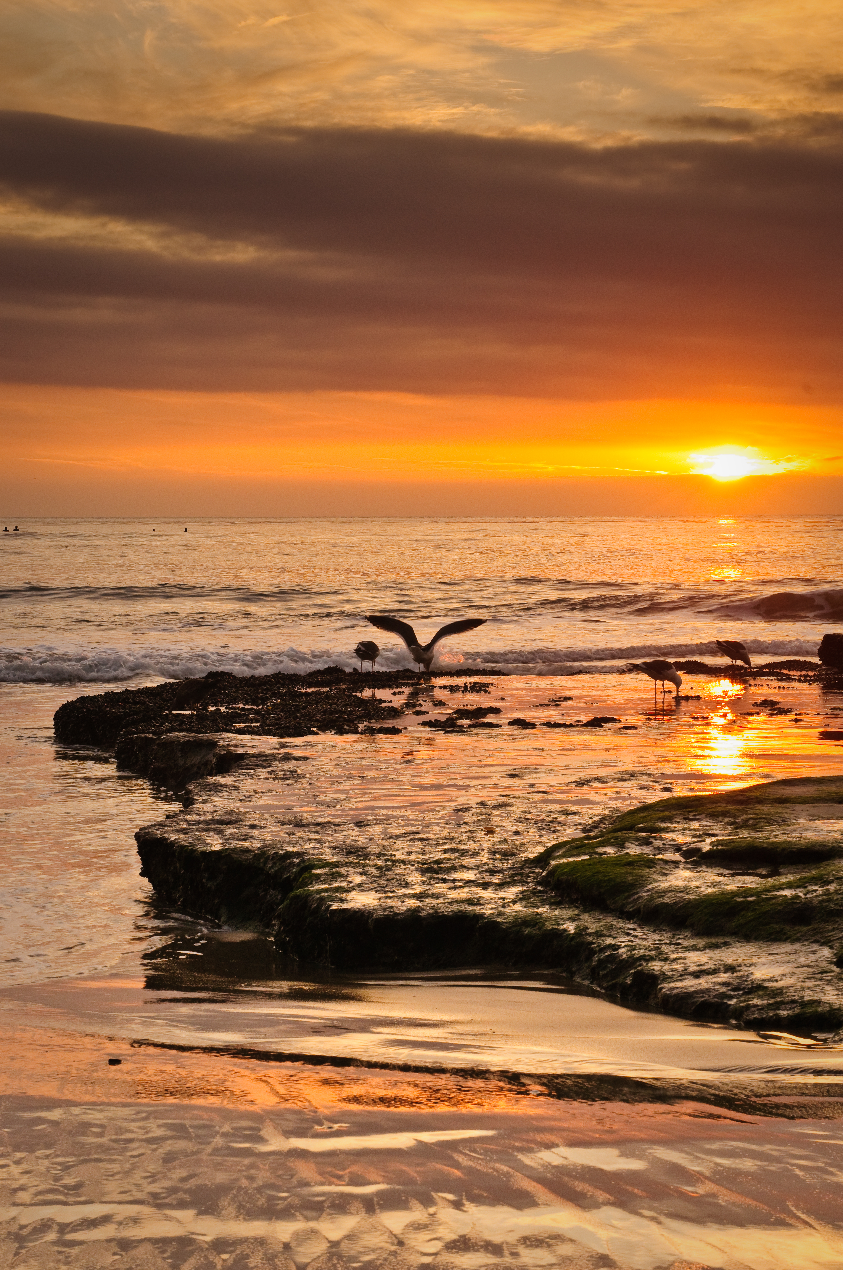 Laden Sie das Küste, Sunset, Seagulls, Natur, Waves, Vögel, Sea-Bild kostenlos auf Ihren PC-Desktop herunter