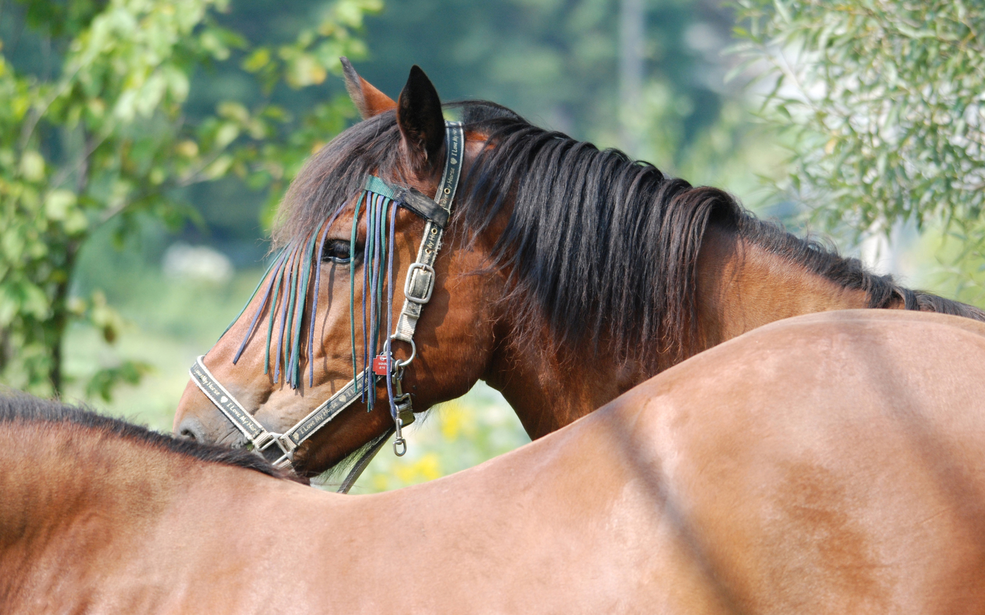 Téléchargez gratuitement l'image Animaux, Cheval sur le bureau de votre PC