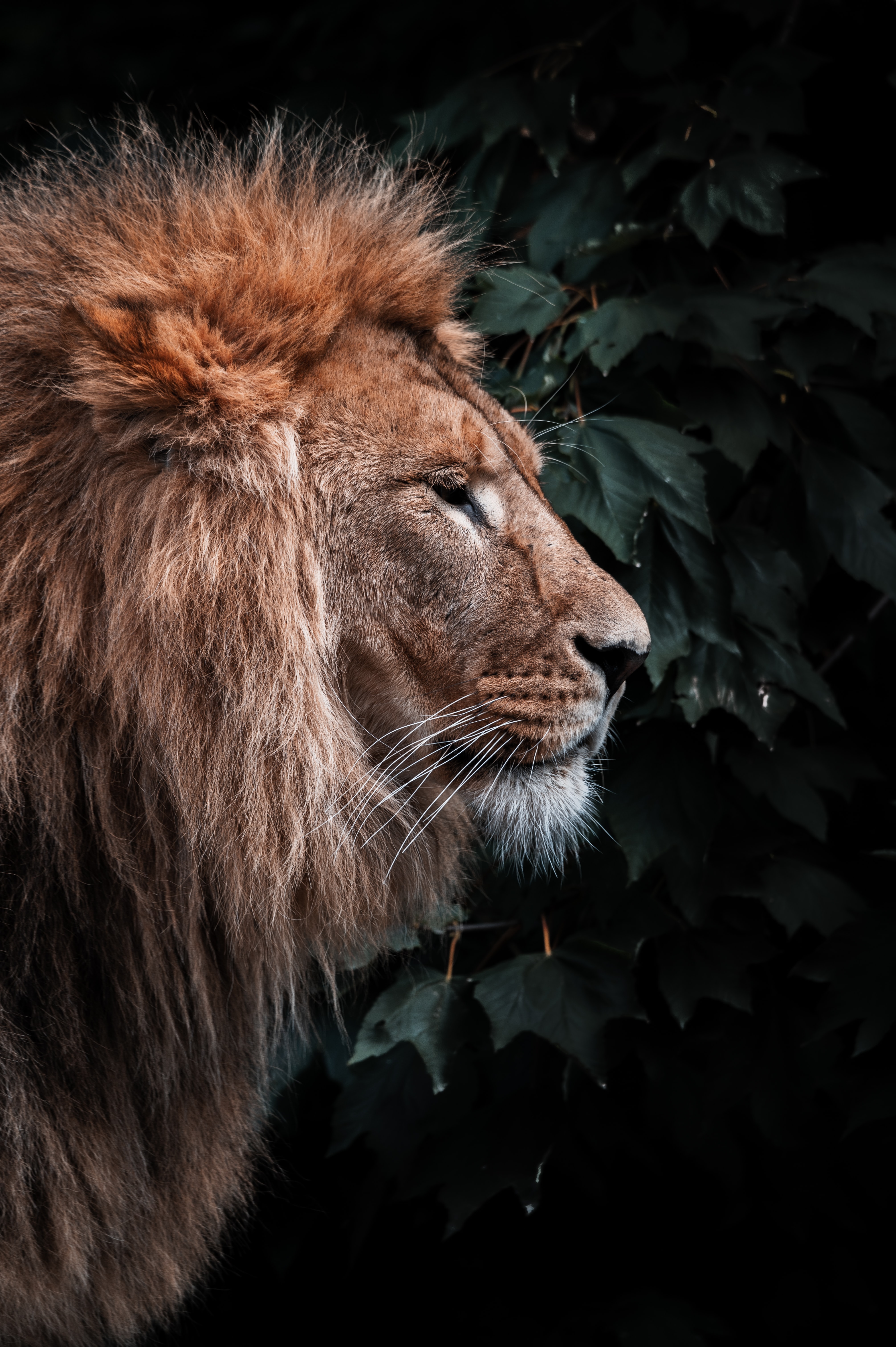 142999 baixar imagens predator, leão, predador, animais, um leão, animal, juba, cabeça - papéis de parede e protetores de tela gratuitamente