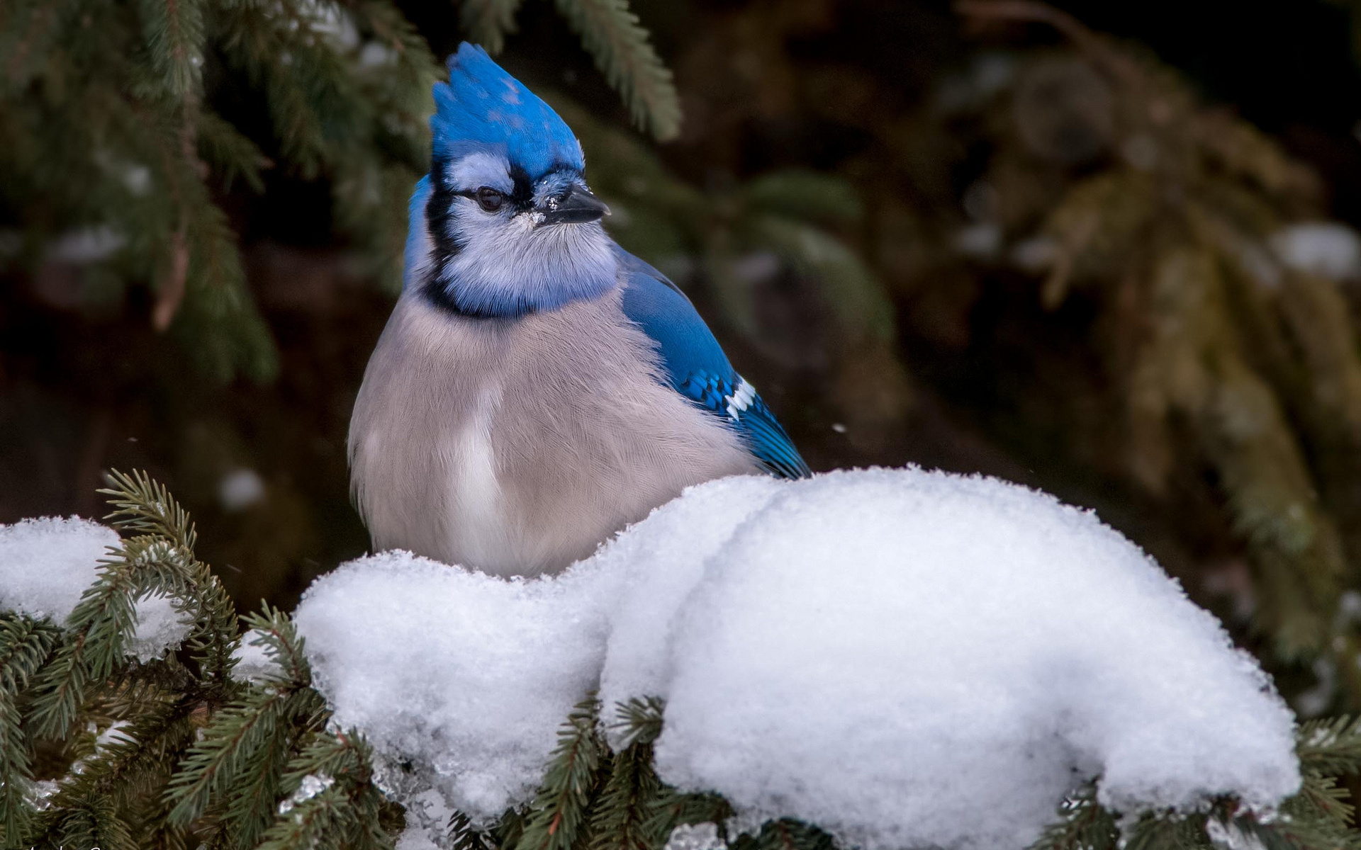 Download mobile wallpaper Animal, Blue Jay for free.