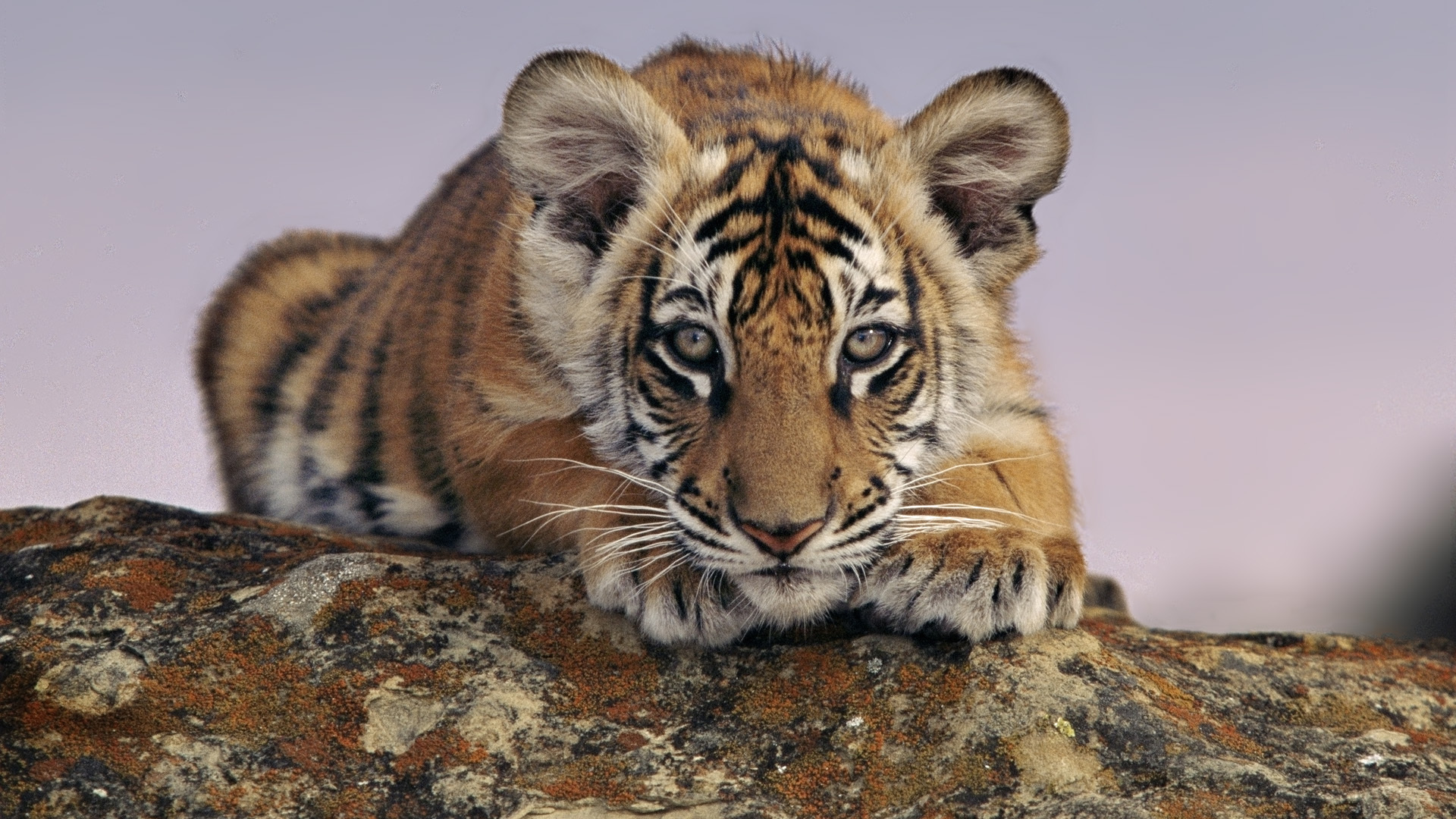 Baixar papel de parede para celular de Animais, Tigre gratuito.