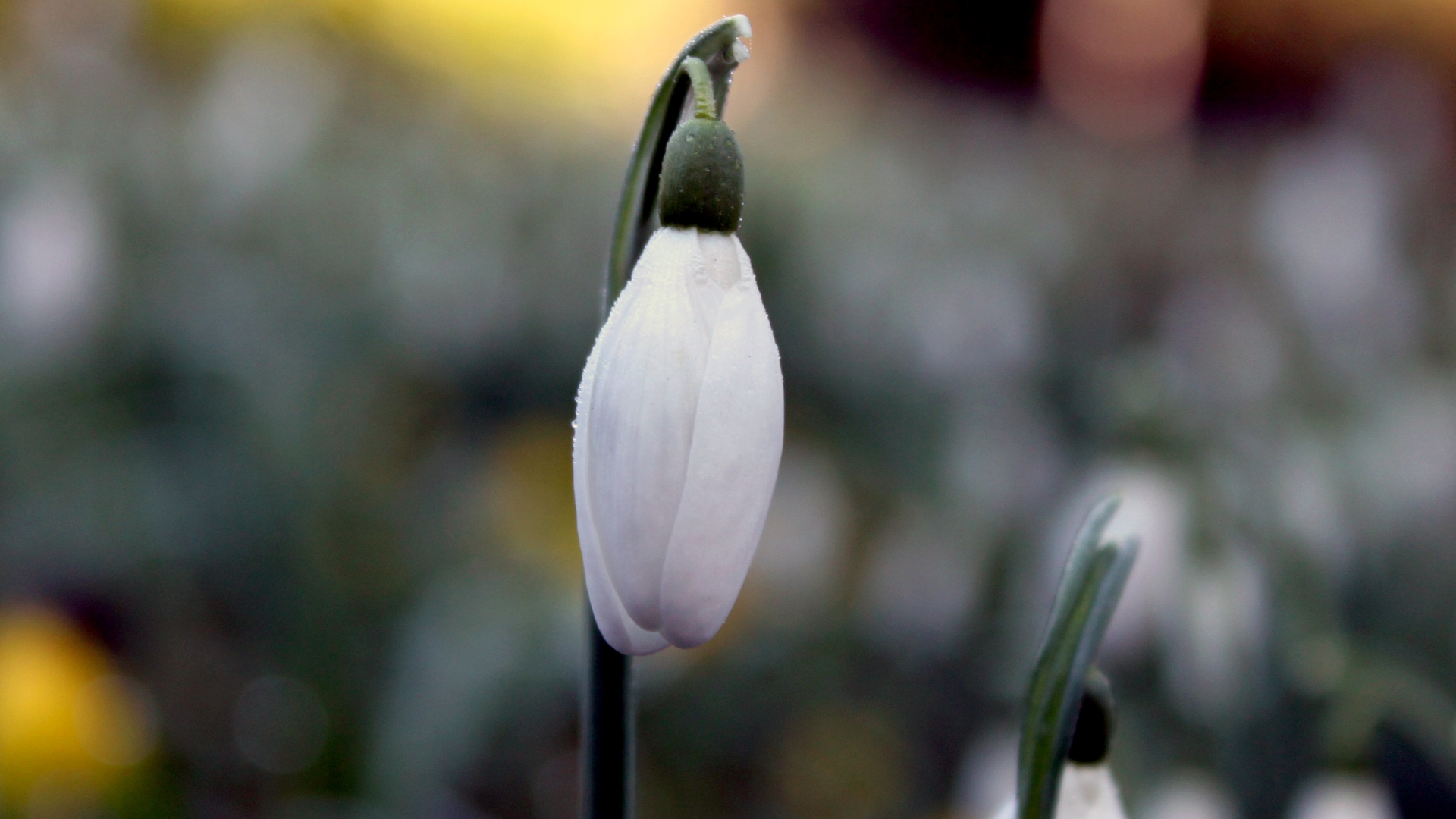 Download mobile wallpaper Snowdrop, Flowers, Earth for free.