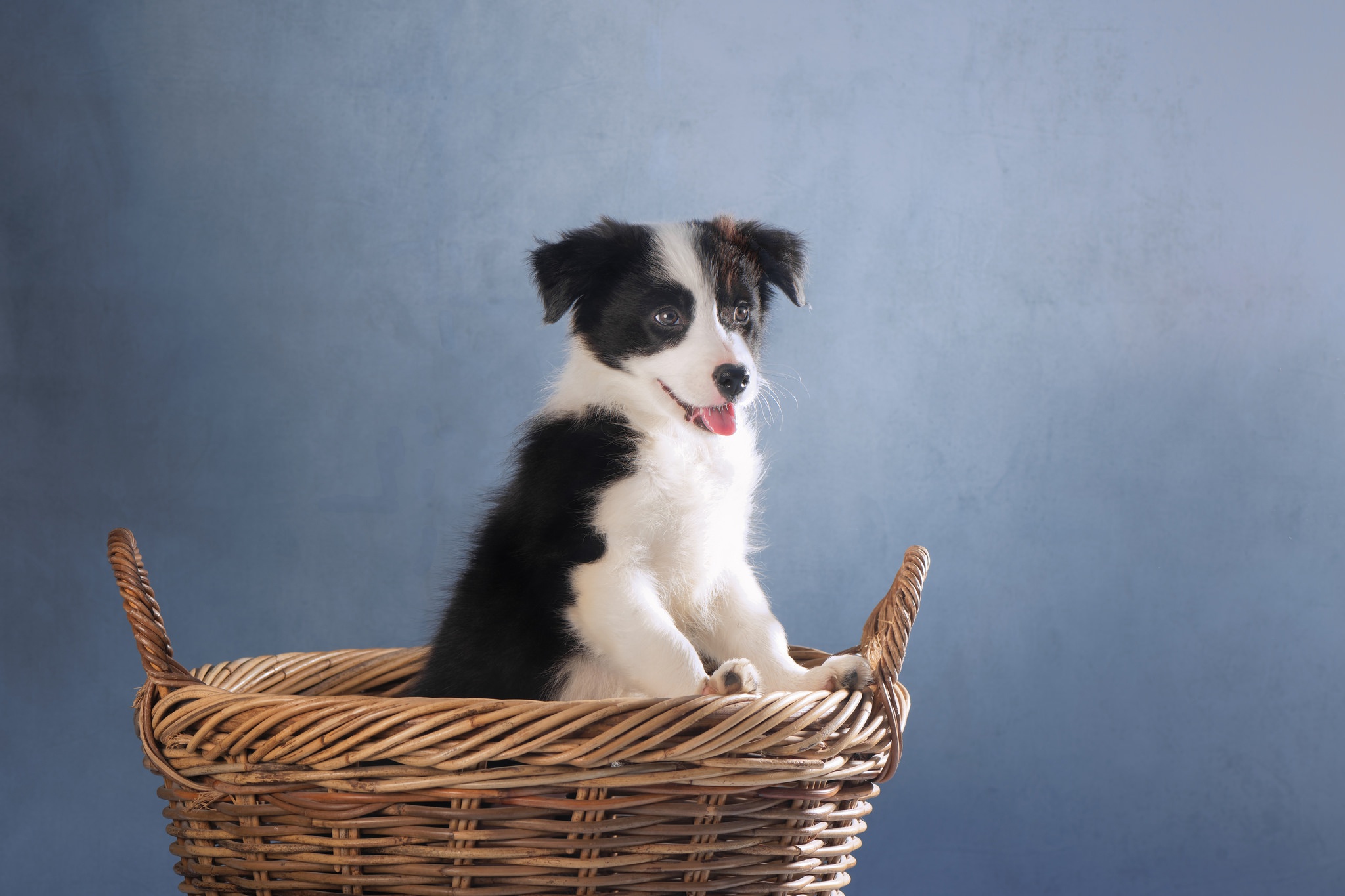 Download mobile wallpaper Dogs, Dog, Animal, Puppy, Basket, Border Collie, Baby Animal for free.