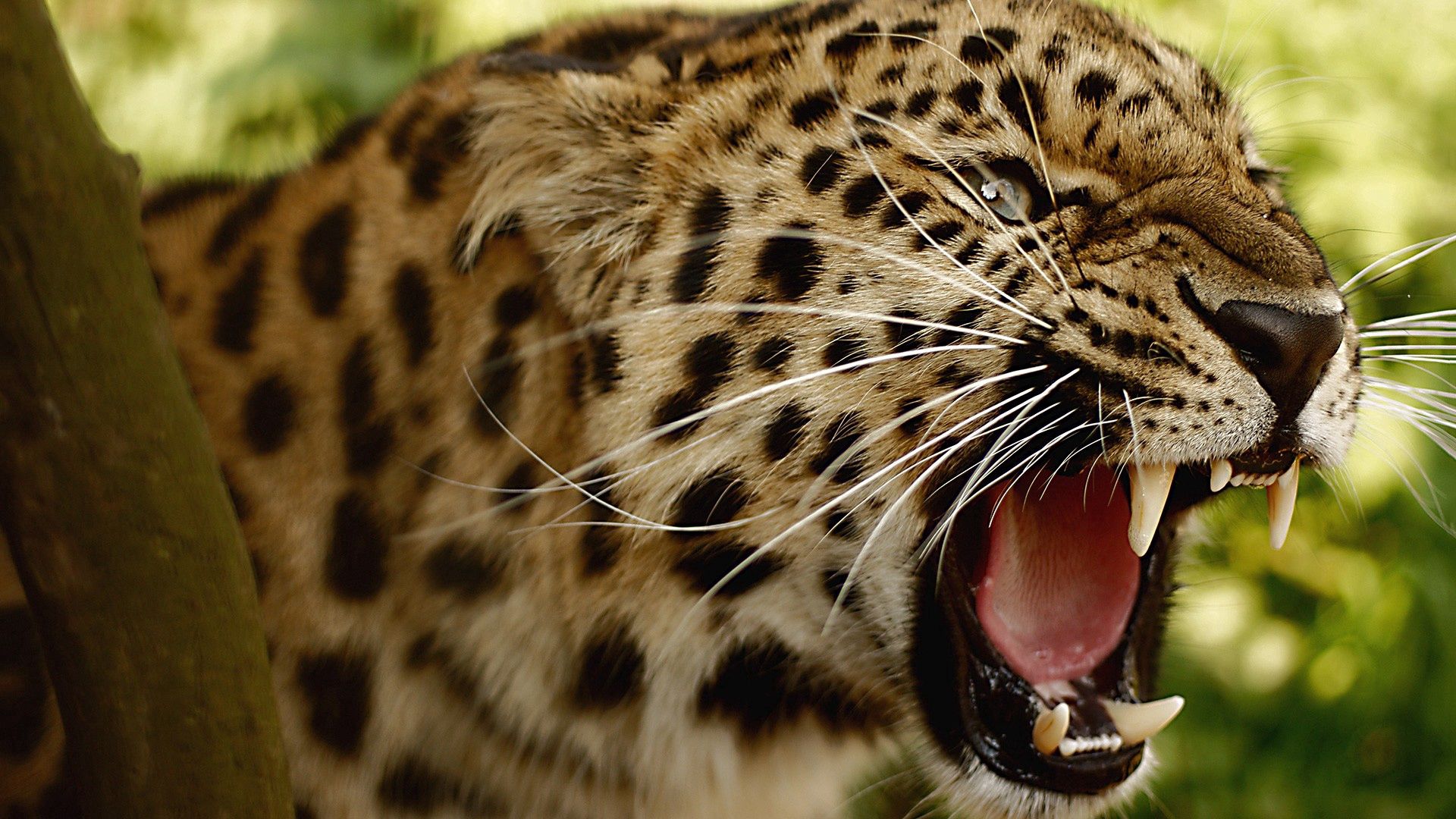 114065 Hintergrundbild herunterladen tiere, leopard, grinsen, grin, schnauze, große katze, big cat - Bildschirmschoner und Bilder kostenlos