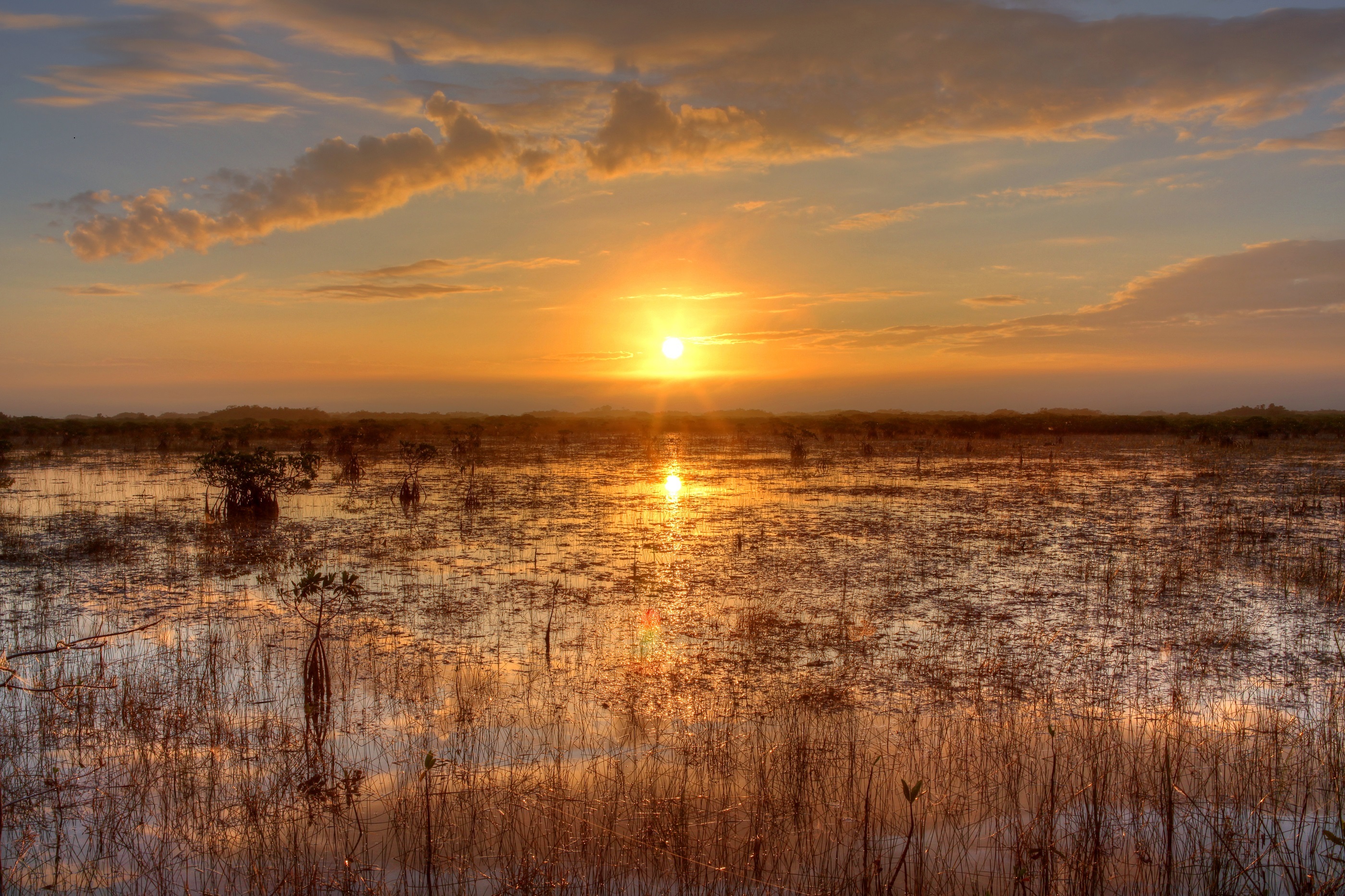 812022 Bildschirmschoner und Hintergrundbilder Everglades auf Ihrem Telefon. Laden Sie  Bilder kostenlos herunter