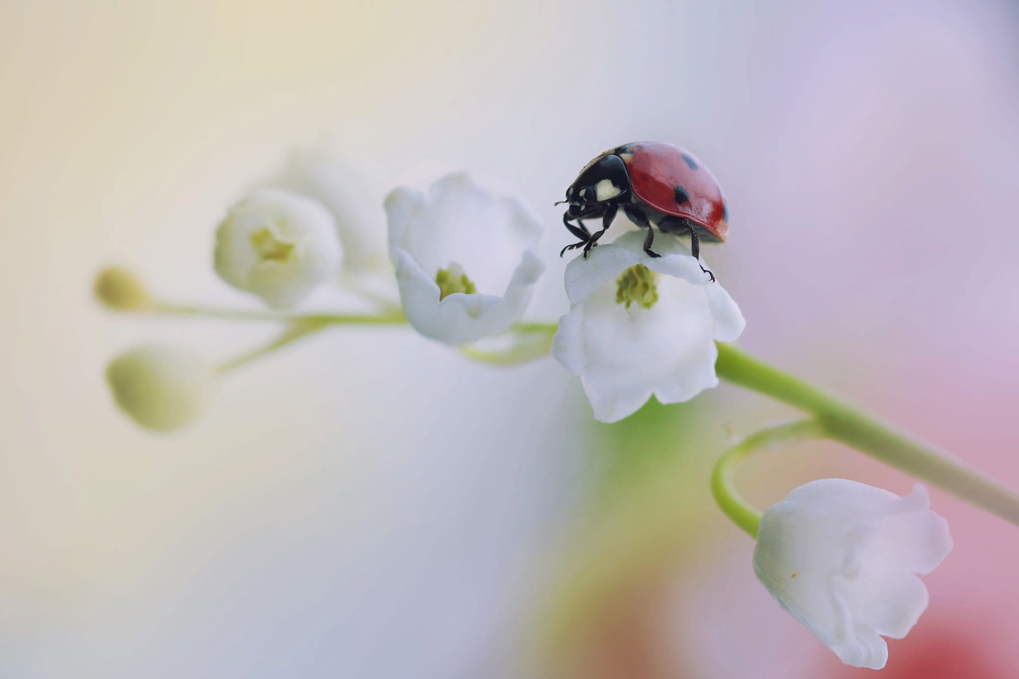 Download mobile wallpaper Lily Of The Valley, Flower, Macro, Insect, Animal, Ladybug, White Flower for free.