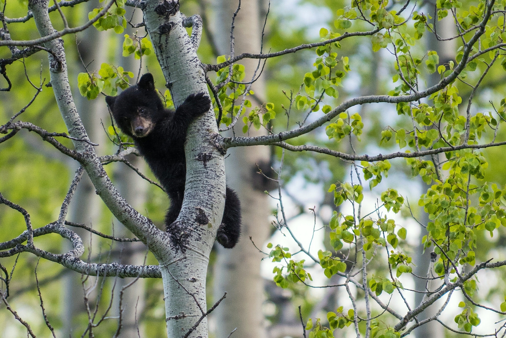 Free download wallpaper Bears, Tree, Bear, Animal, Cub on your PC desktop