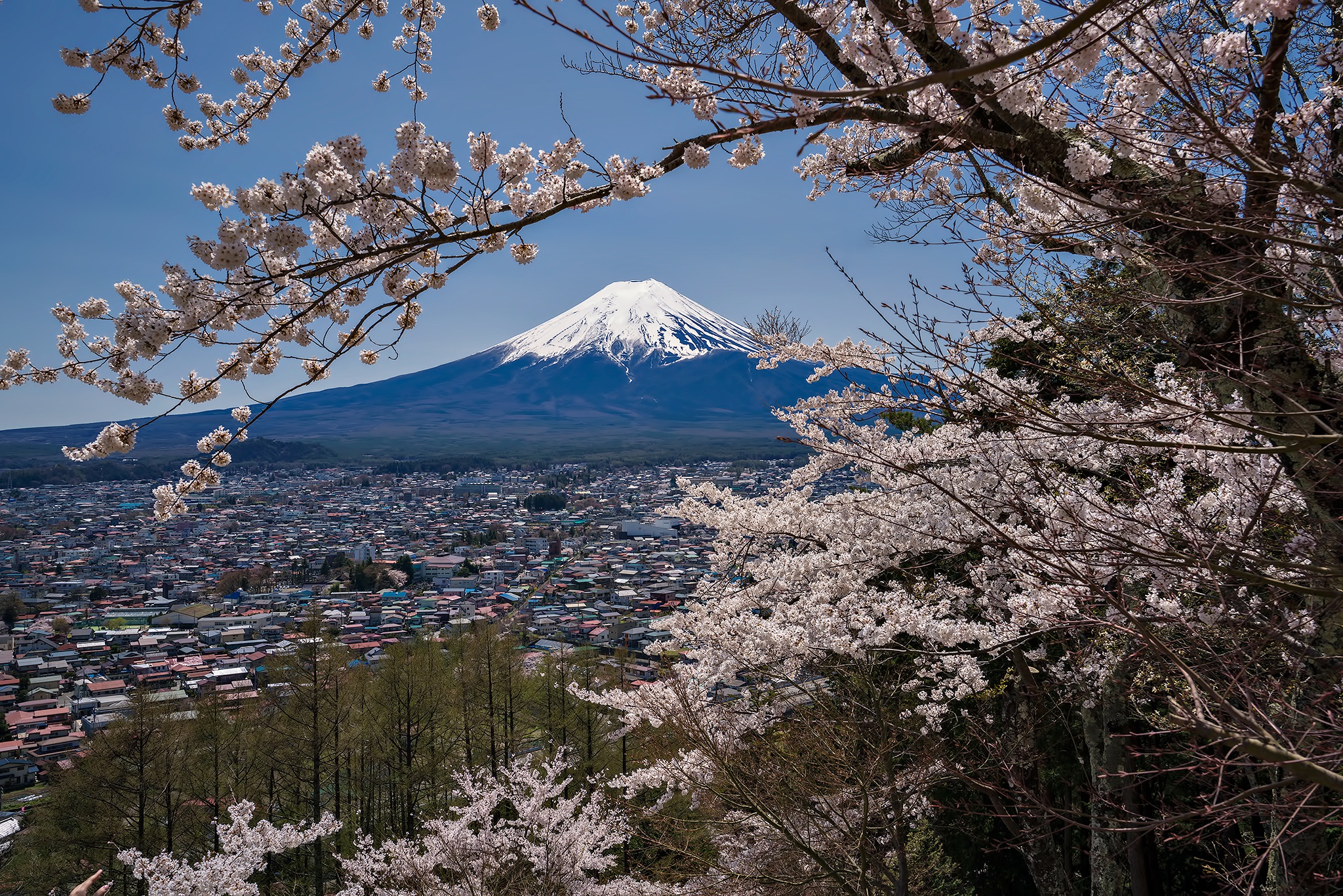 Скачать картинку Сакура, Гора Фудзи, Вулканы, Земля/природа в телефон бесплатно.
