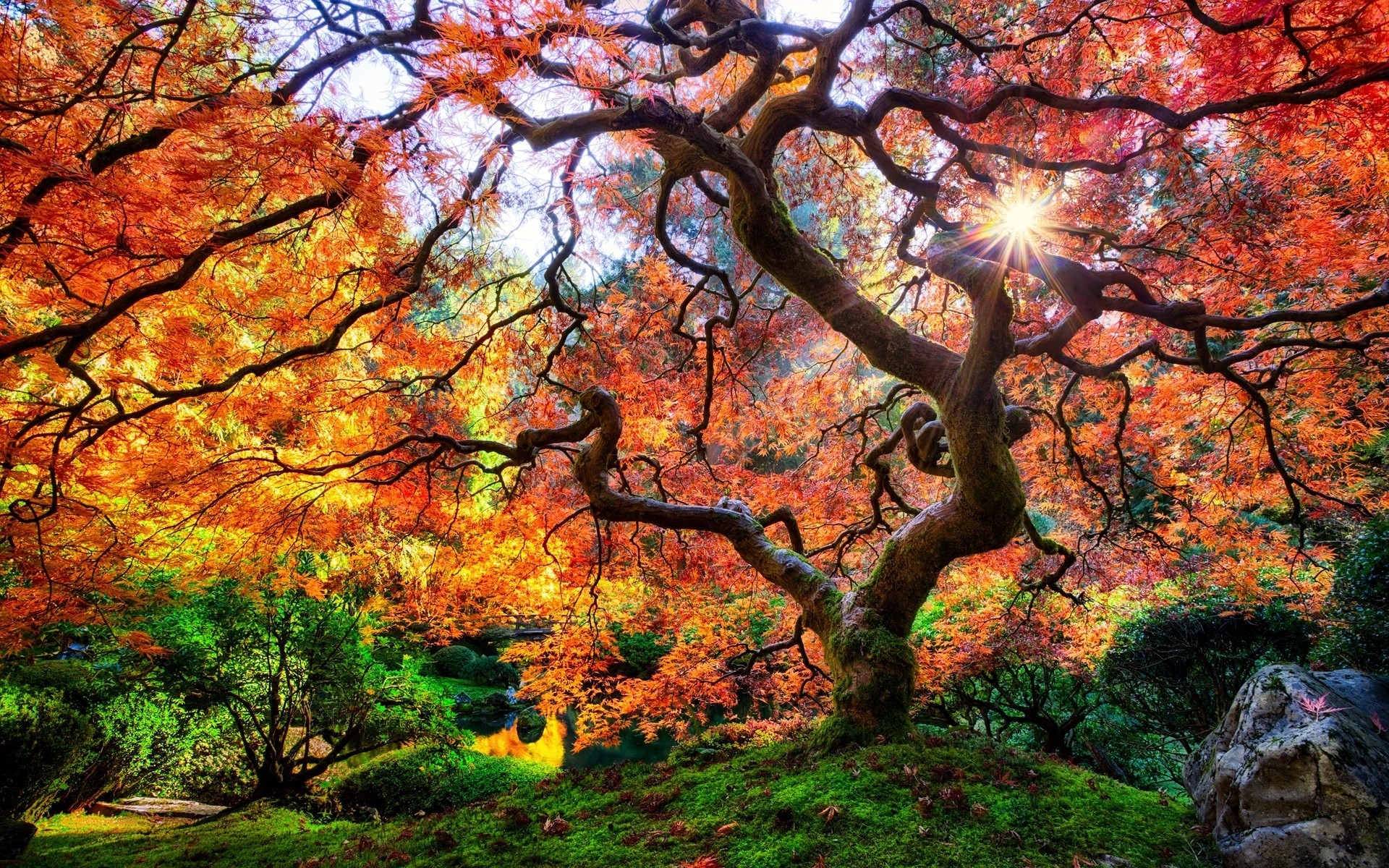 Handy-Wallpaper Bäume, Herbst, Baum, Blatt, Erde/natur, Japanischer Garten kostenlos herunterladen.