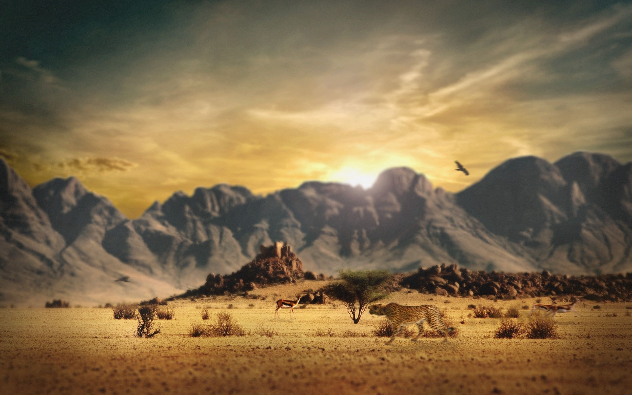 mountains, cheetah, nature, savanna, hunting, hunt HD for desktop 1080p
