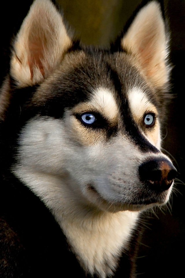 Descarga gratuita de fondo de pantalla para móvil de Animales, Perros, Perro, Husky Siberiano.