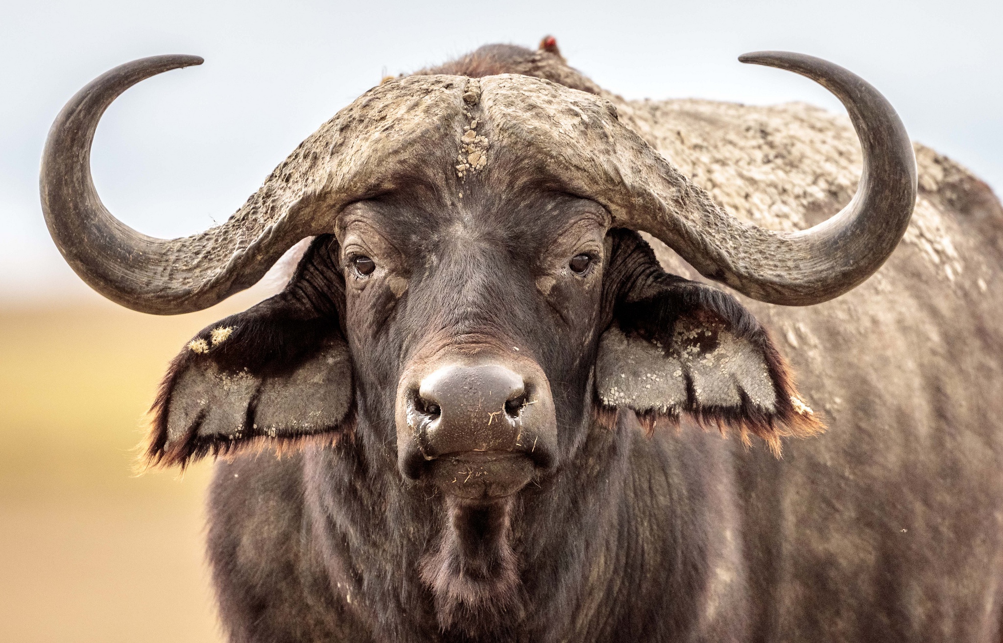 939366 descargar imagen animales, búfalo africano: fondos de pantalla y protectores de pantalla gratis