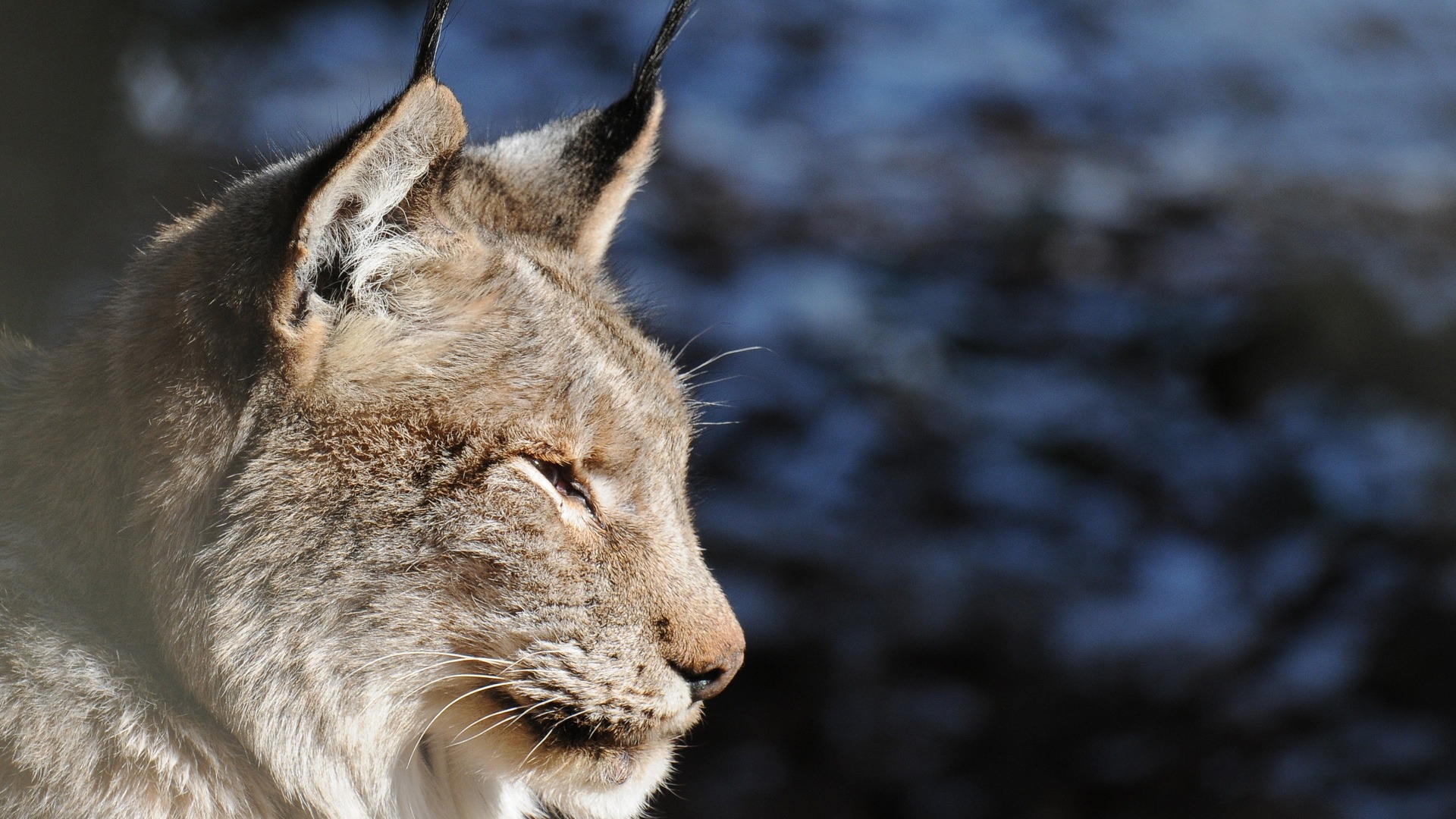 Download mobile wallpaper Animal, Lynx for free.
