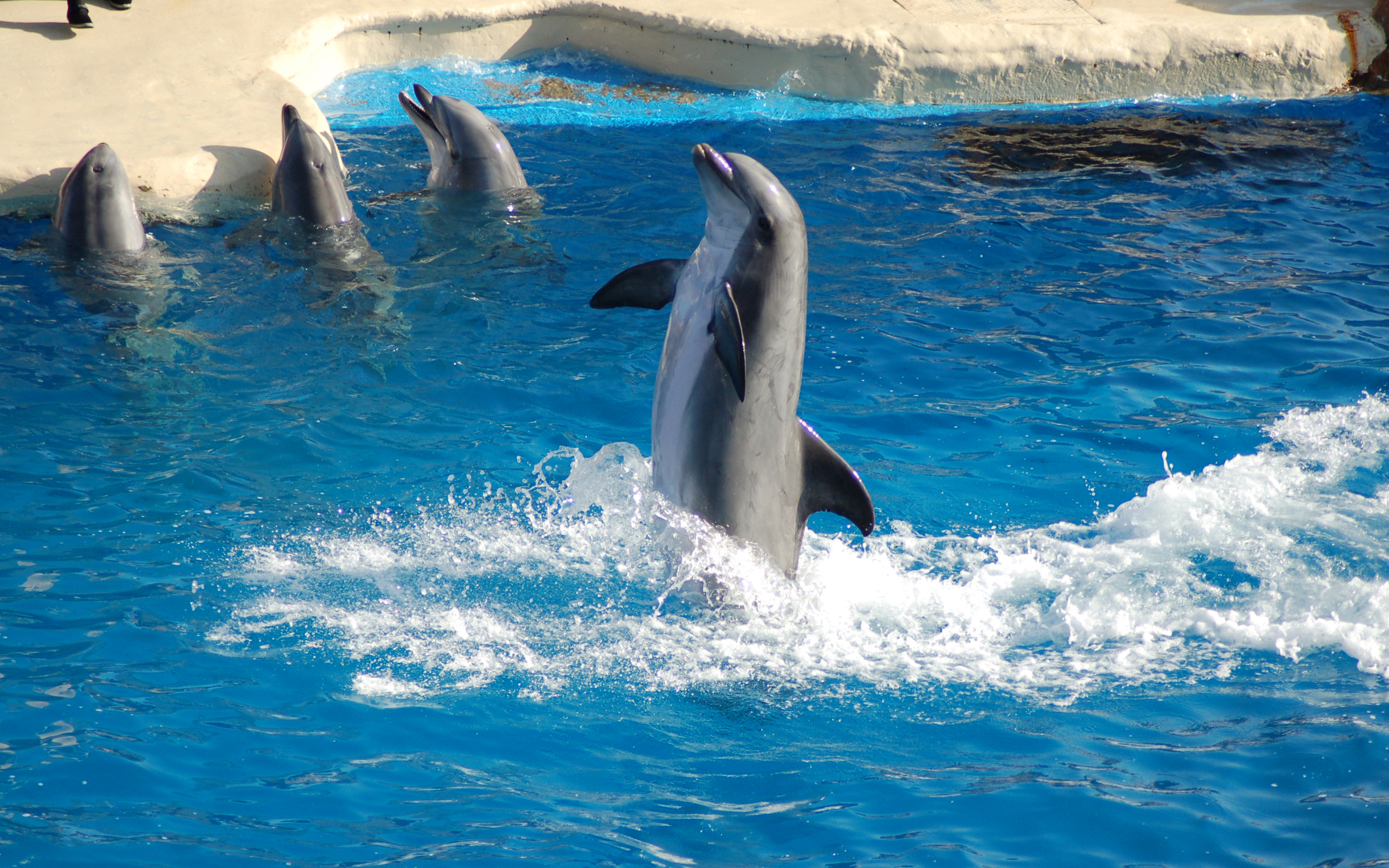 167496 Hintergrundbild herunterladen tiere, delfin - Bildschirmschoner und Bilder kostenlos