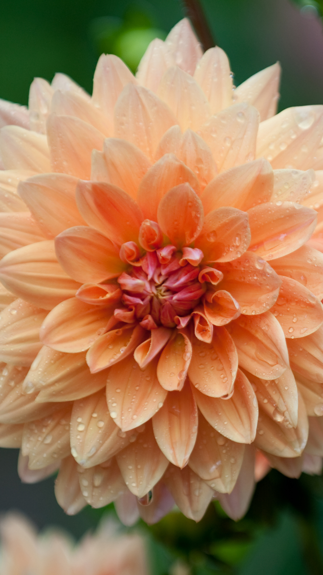 Handy-Wallpaper Blumen, Blume, Nahansicht, Dahlien, Wassertropfen, Erde/natur, Orangene Blume kostenlos herunterladen.
