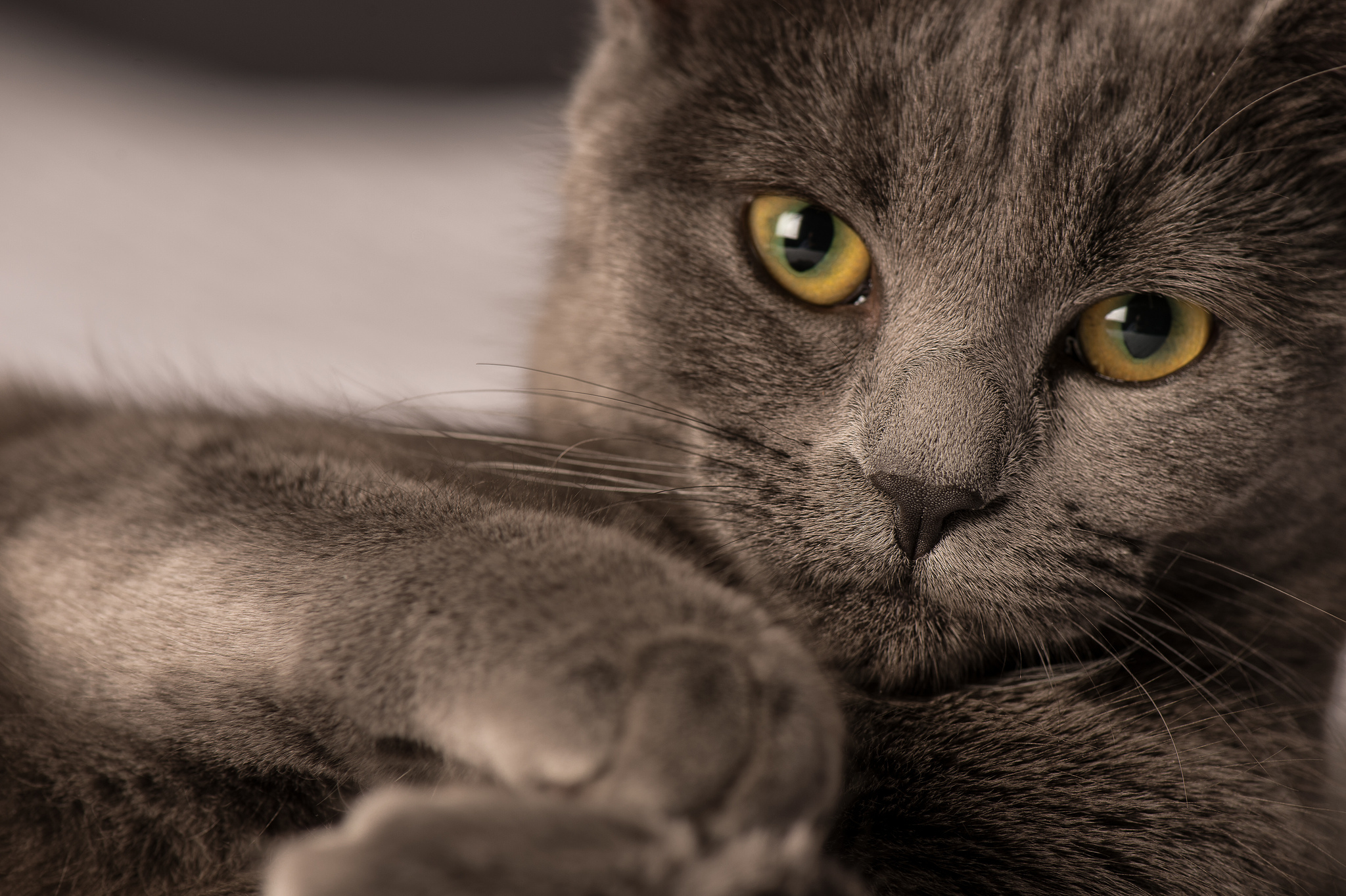 Free download wallpaper Cats, Cat, Close Up, Animal, Face on your PC desktop