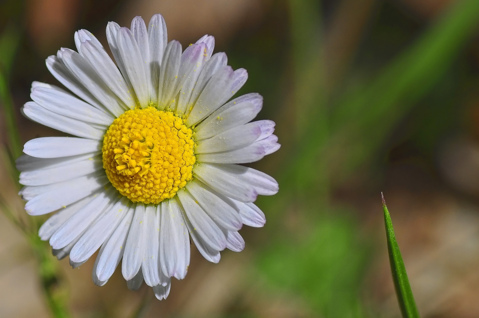 Free download wallpaper Bud, Chamomile, Flowers, Petals, Camomile, Flower on your PC desktop