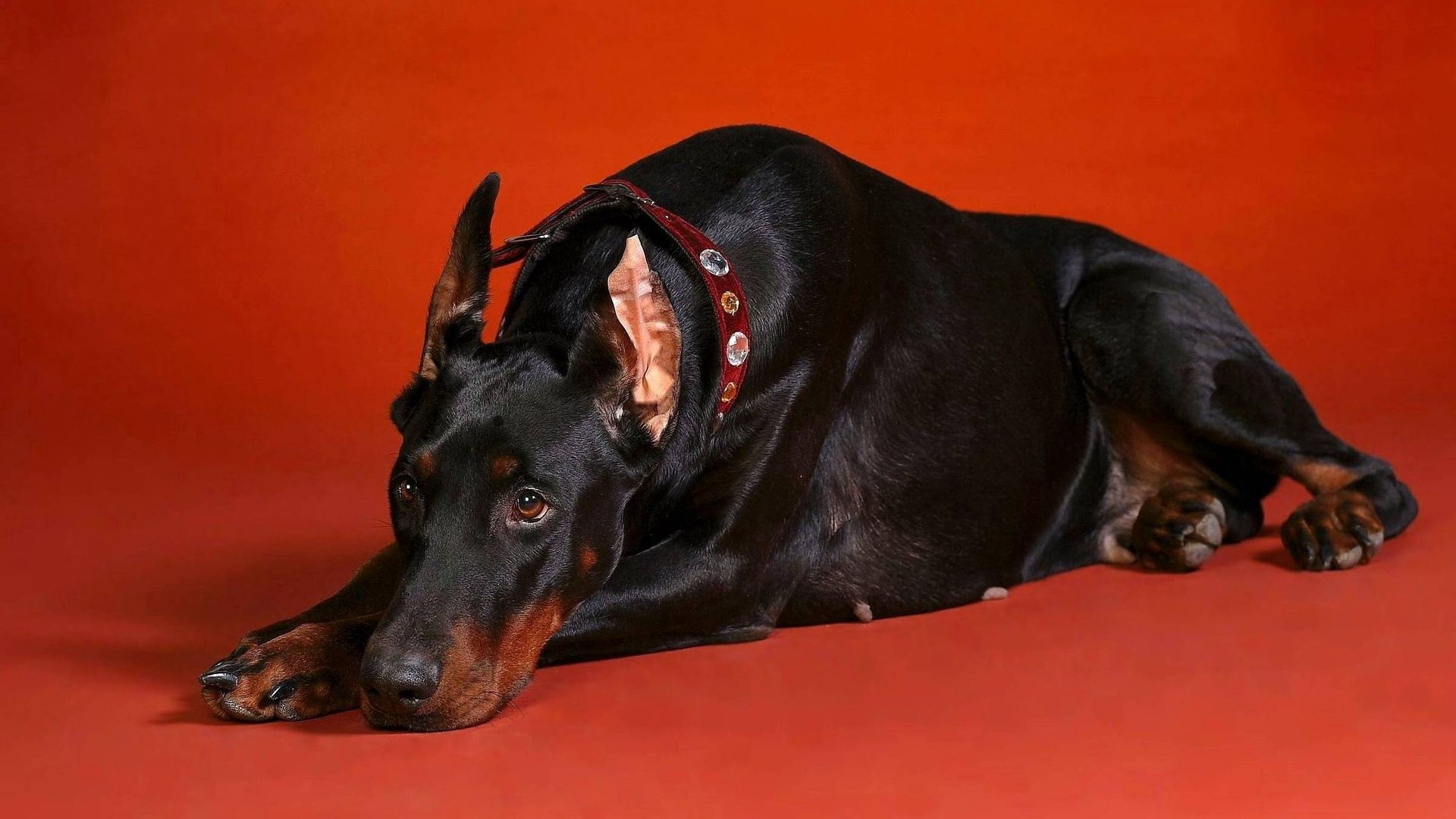 animals, to lie down, lie, dog, large, big, doberman, photosession, photo shoot HD wallpaper