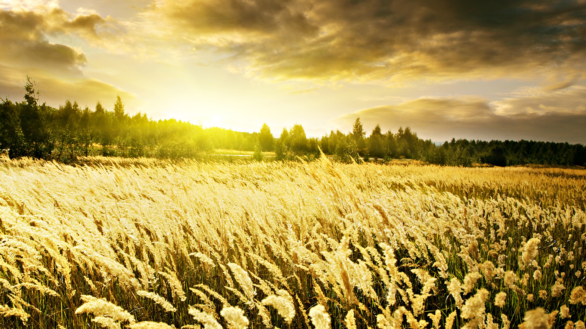 Descarga gratis la imagen Campo, Tierra/naturaleza en el escritorio de tu PC