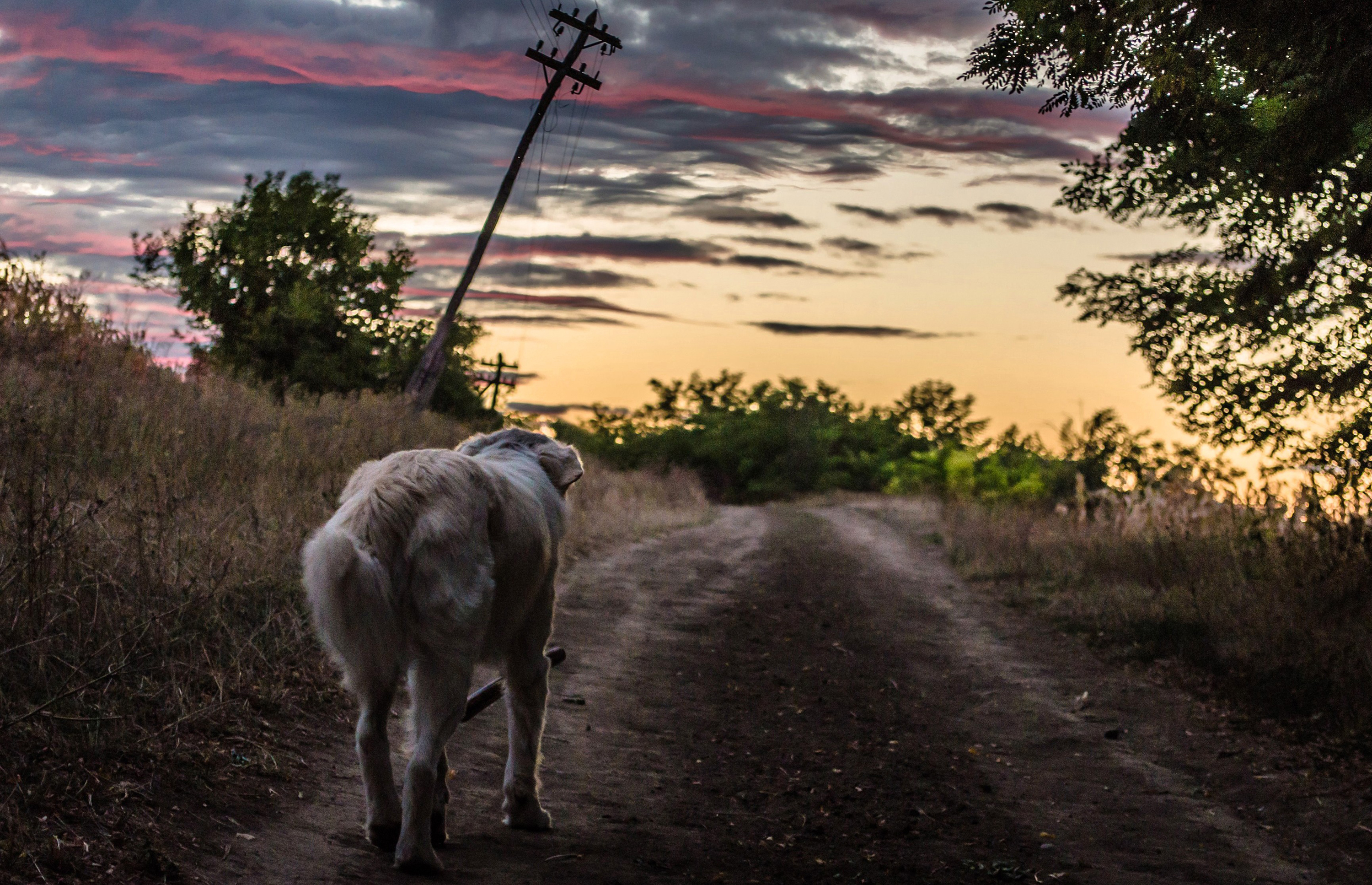 Baixe gratuitamente a imagem Animais, Cães, Cão na área de trabalho do seu PC