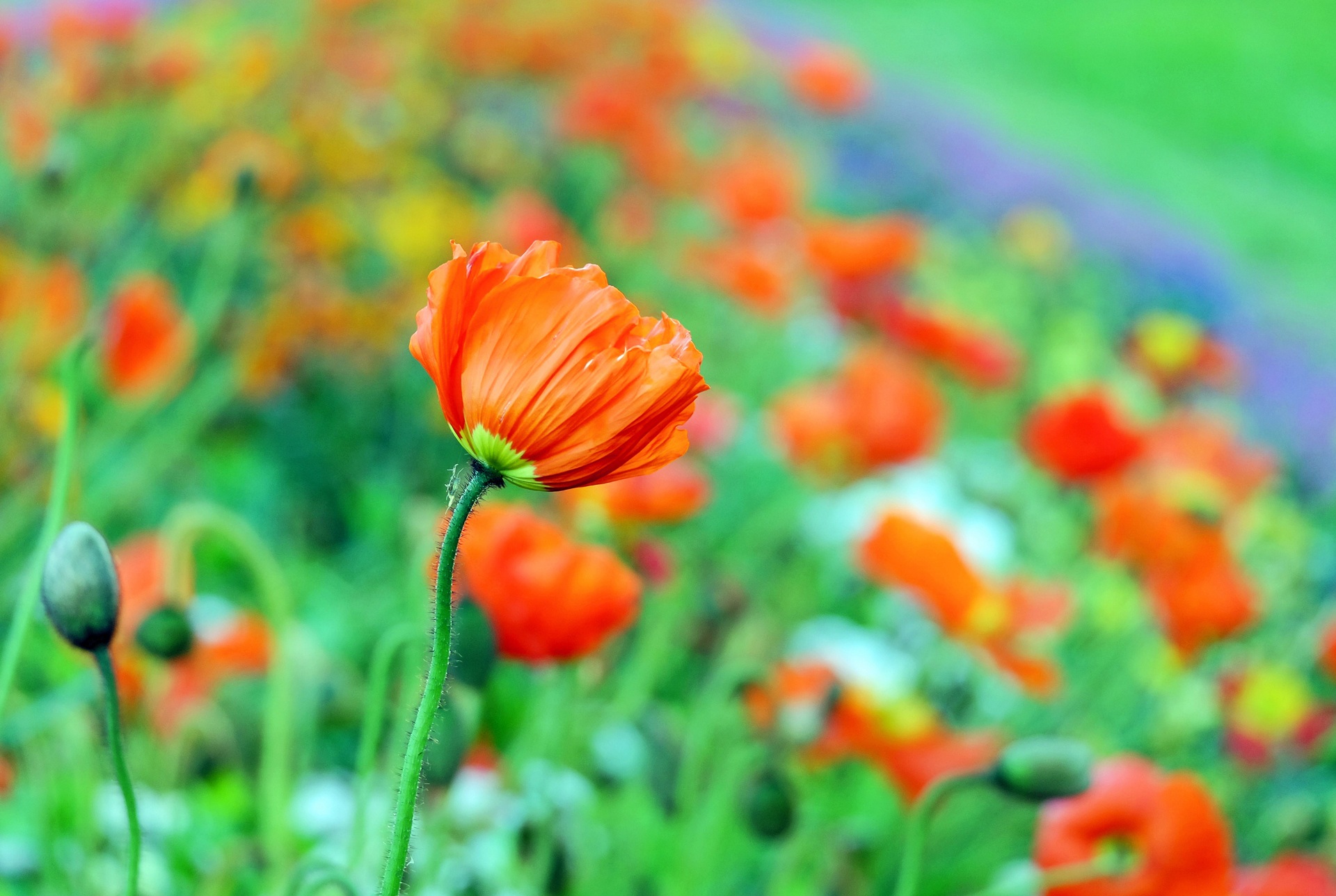 Descarga gratuita de fondo de pantalla para móvil de Naturaleza, Flores, Flor, Amapola, Flor Roja, Tierra/naturaleza, Difuminado.