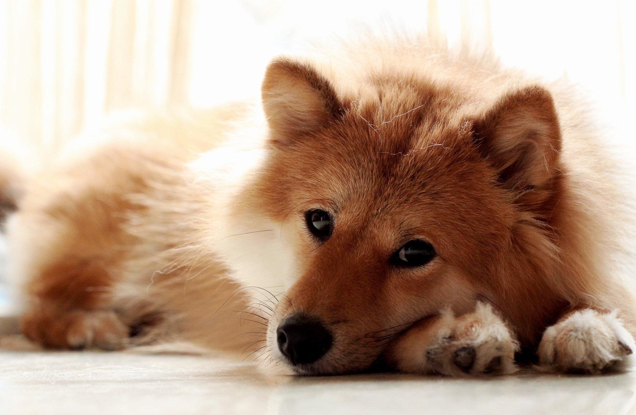 Téléchargez gratuitement l'image Animaux, Chiens, Chien sur le bureau de votre PC