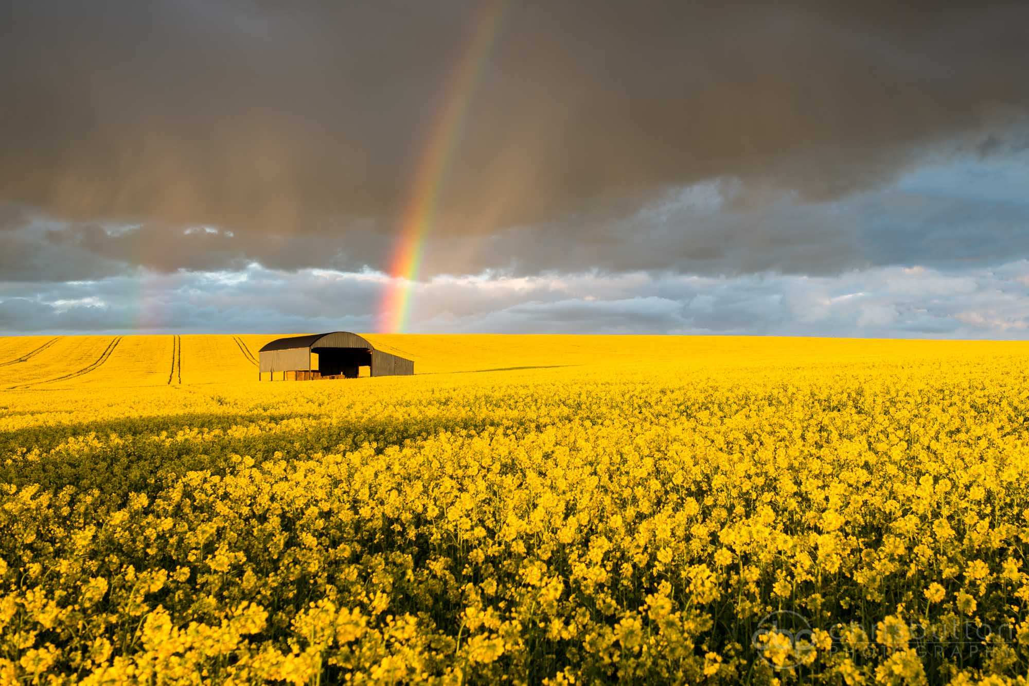 earth, rainbow, barn, field, rapeseed, summer, yellow flower