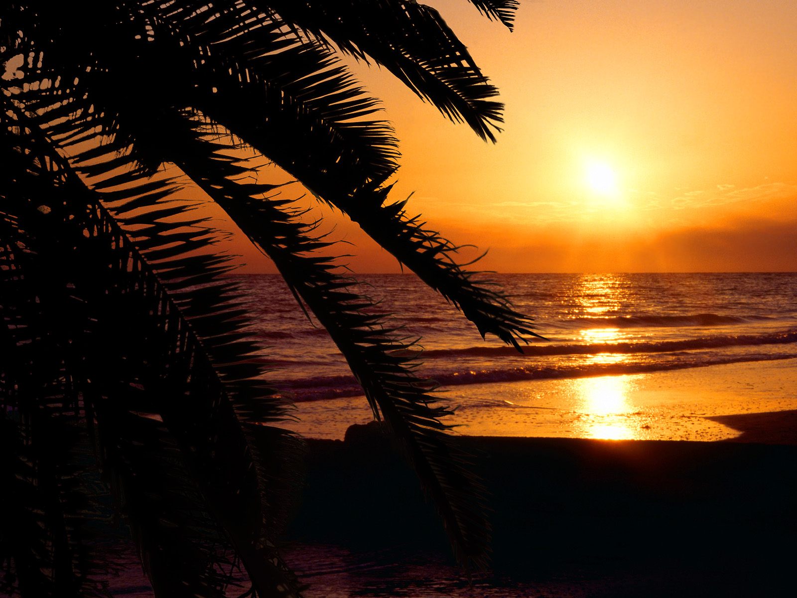 Download mobile wallpaper Nature, Sunset, Sea, Beach, Reflection, Earth, Palm Tree for free.