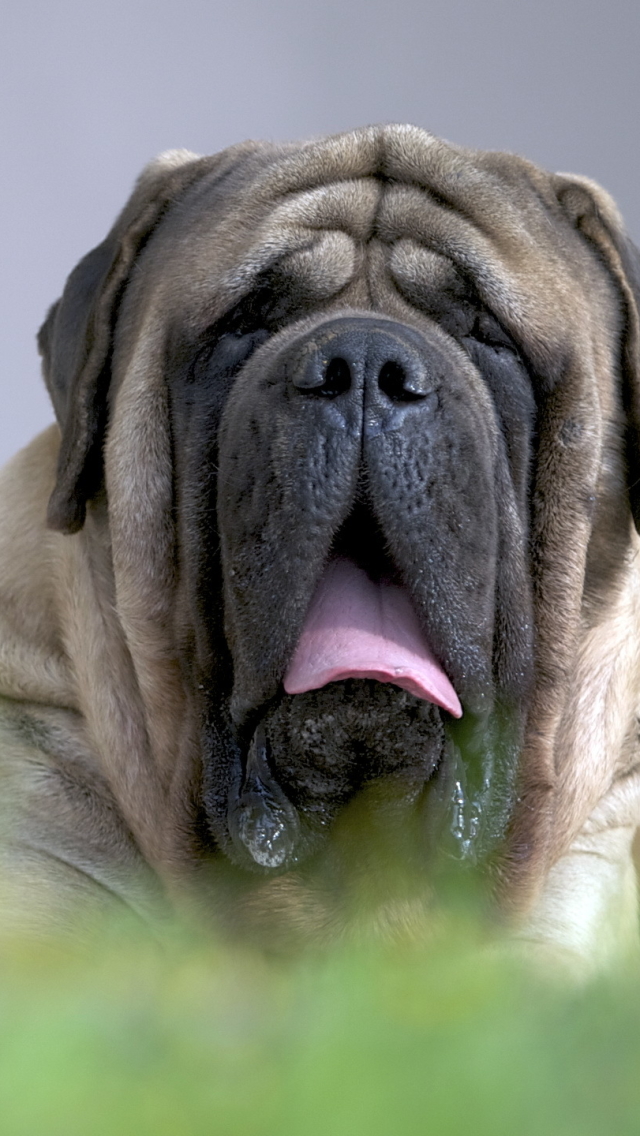 Download mobile wallpaper Dogs, Dog, Animal, Mastiff for free.